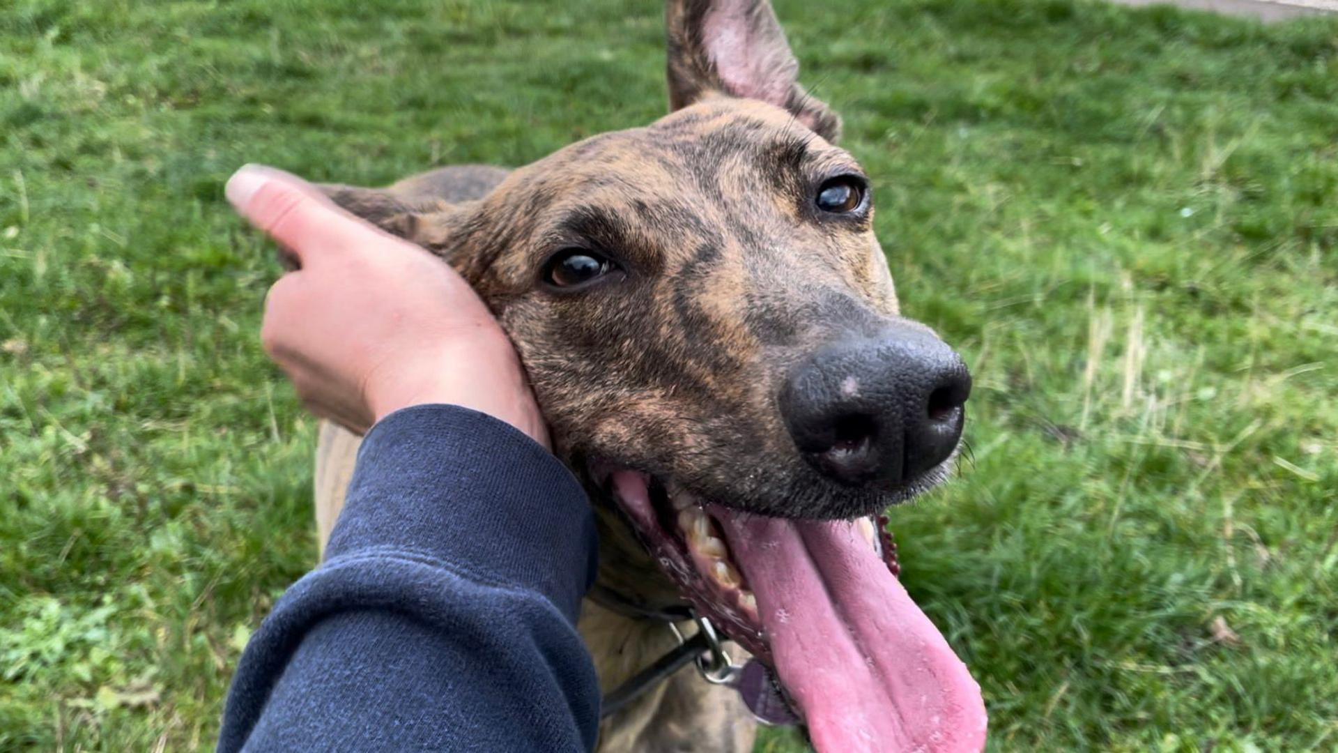 Nova, a lurcher with brown eyes and large, pointy ears.