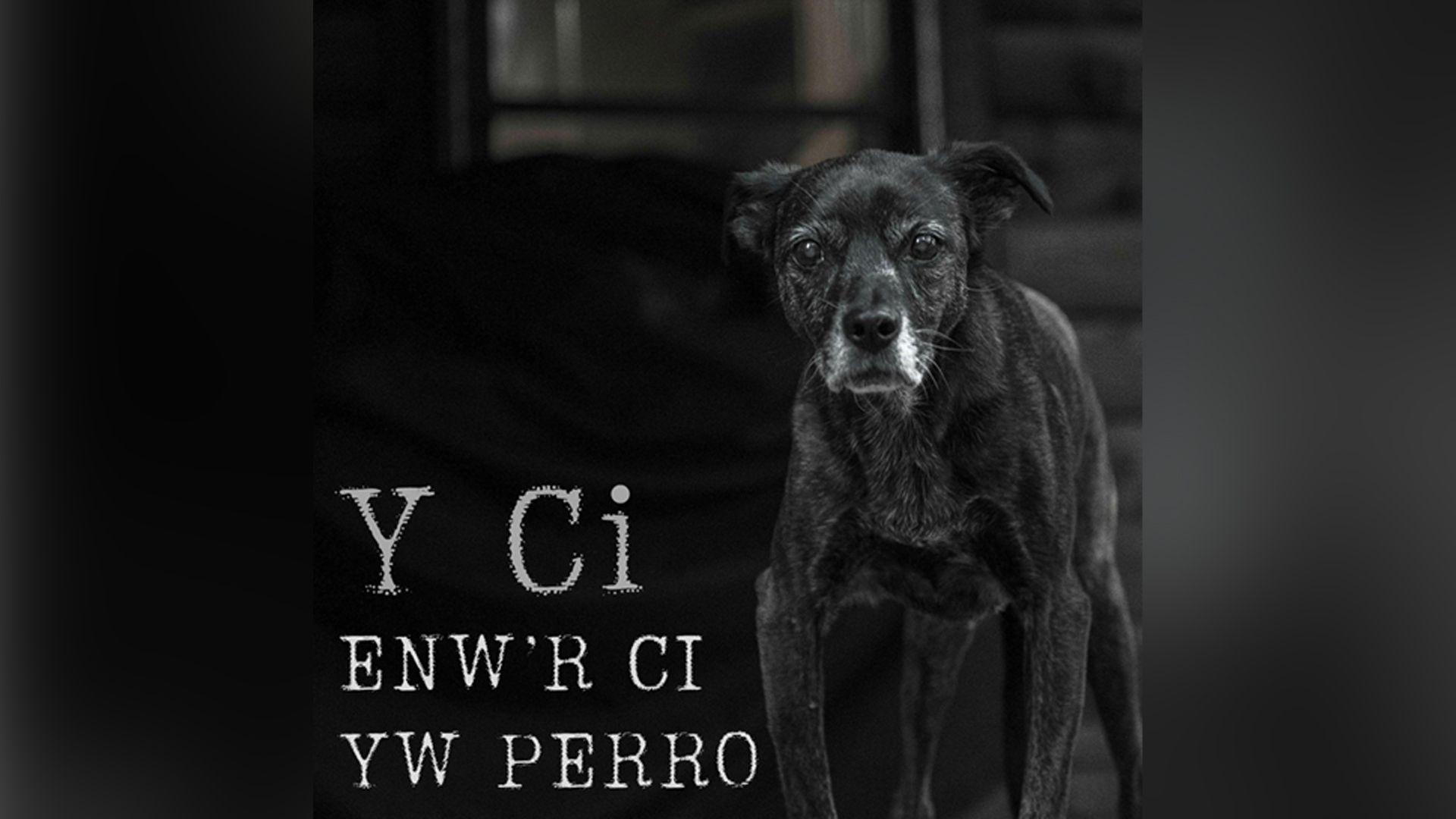 Albwm Enw'r Ci yw Perro