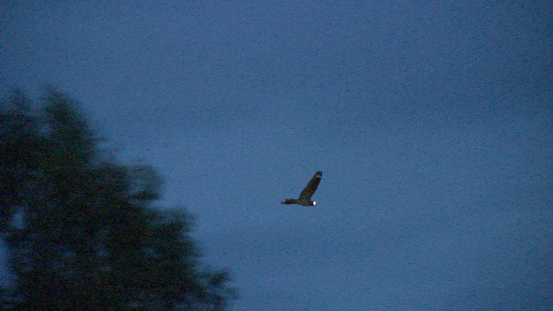 The silhouette of a Nightjar against fading skies with its eyes eerily reflecting our camera light and white markings on its wings visible