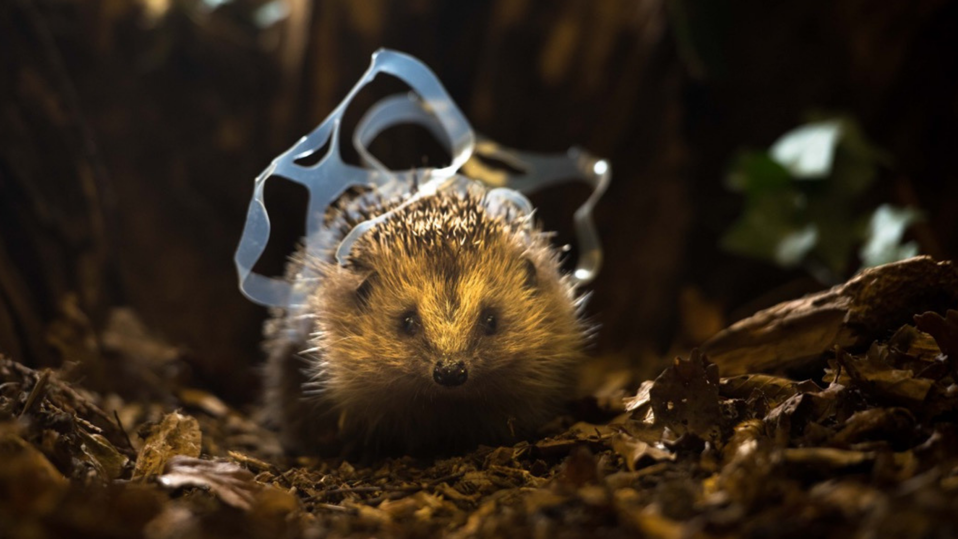 Hedgehog covered in plastic.