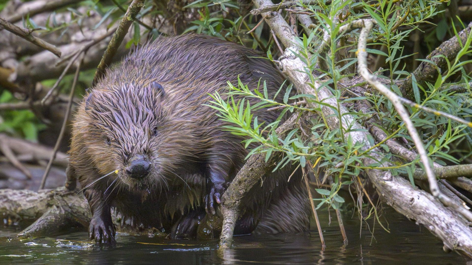 A brown beaver perches on some branches which are dipping into some dark water. Some of the branches have small green leaves