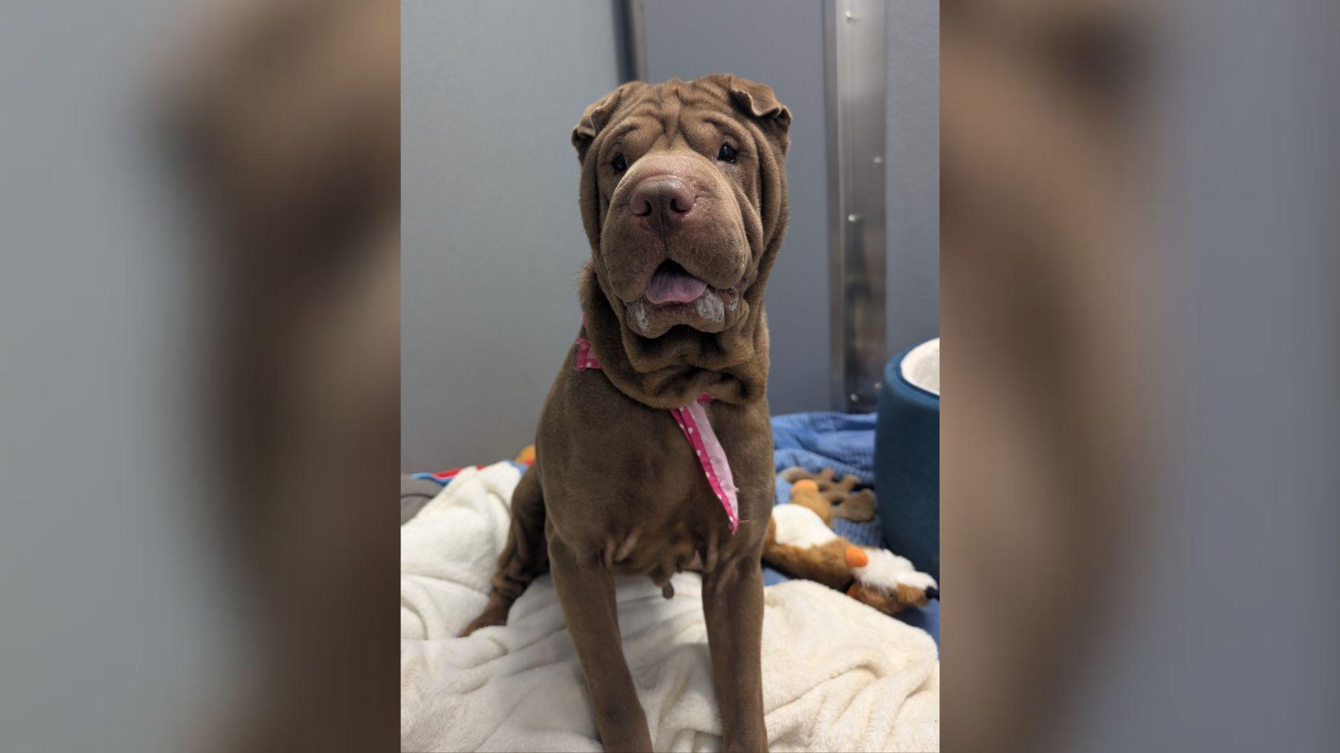 A large brown short-haired dog sat down on a cream sheet