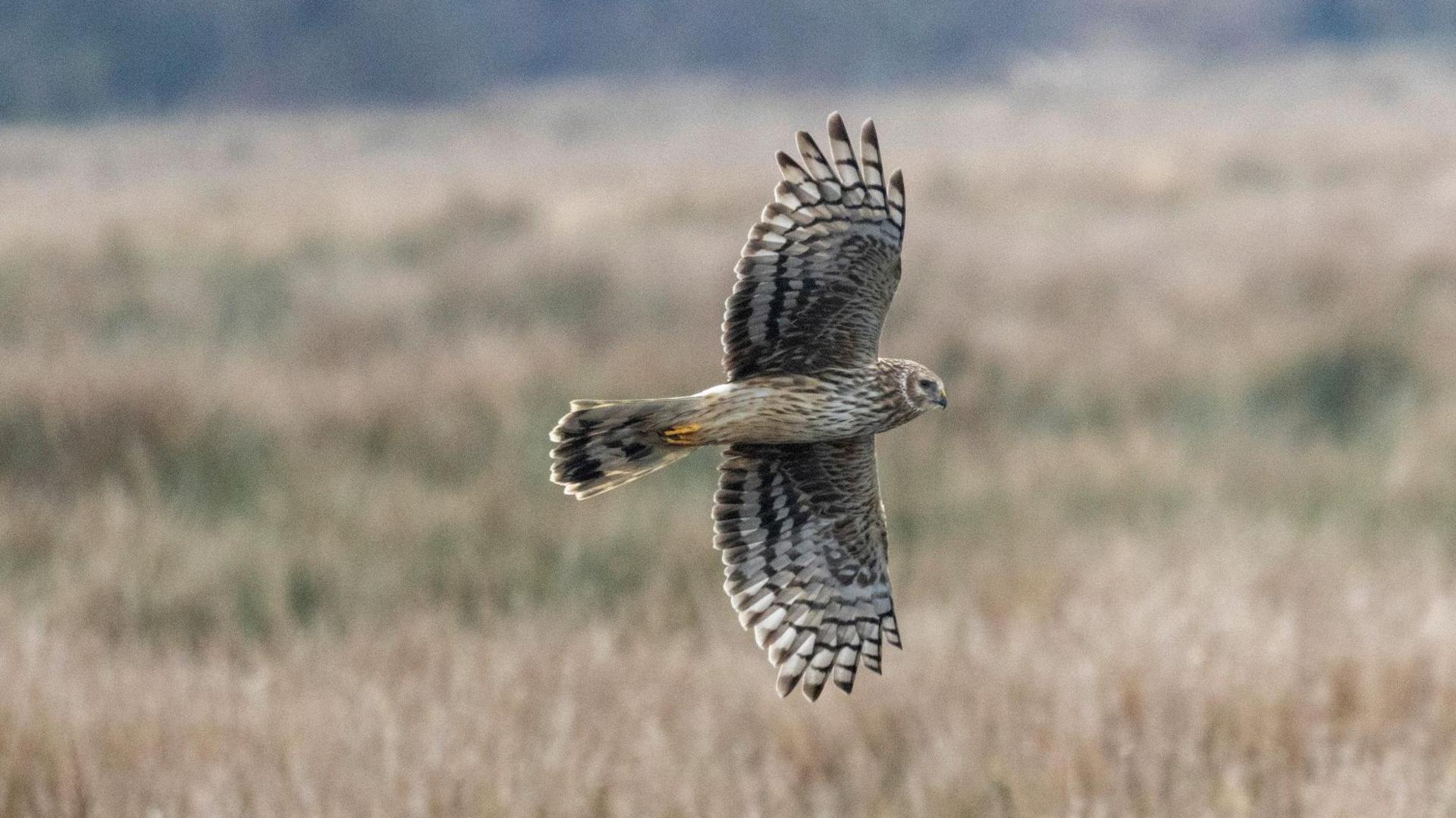 Hen harrier