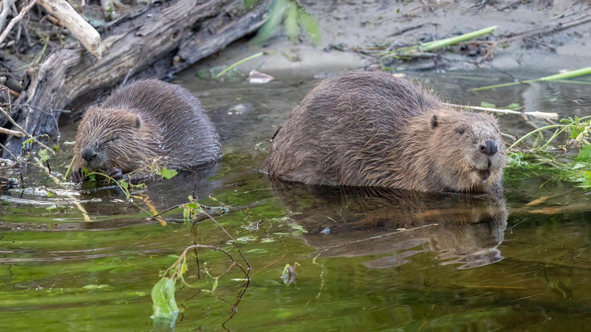 Two beavers are facing the camera chomping on some vegetation and sitting in water. They both look very content.
