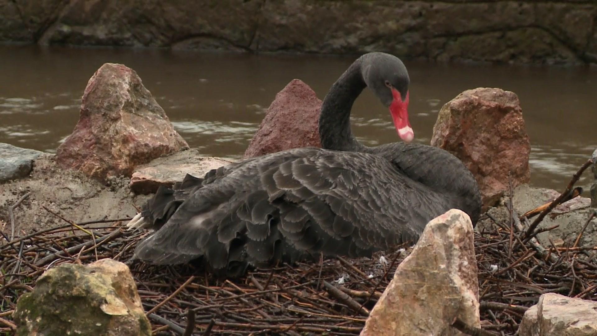 Black swans