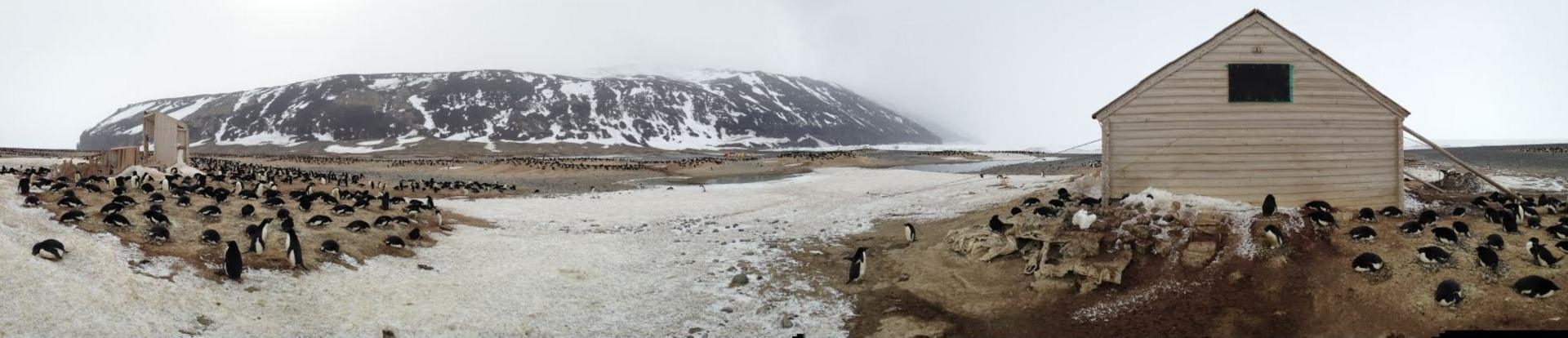 Hut and penguins on Antarctica