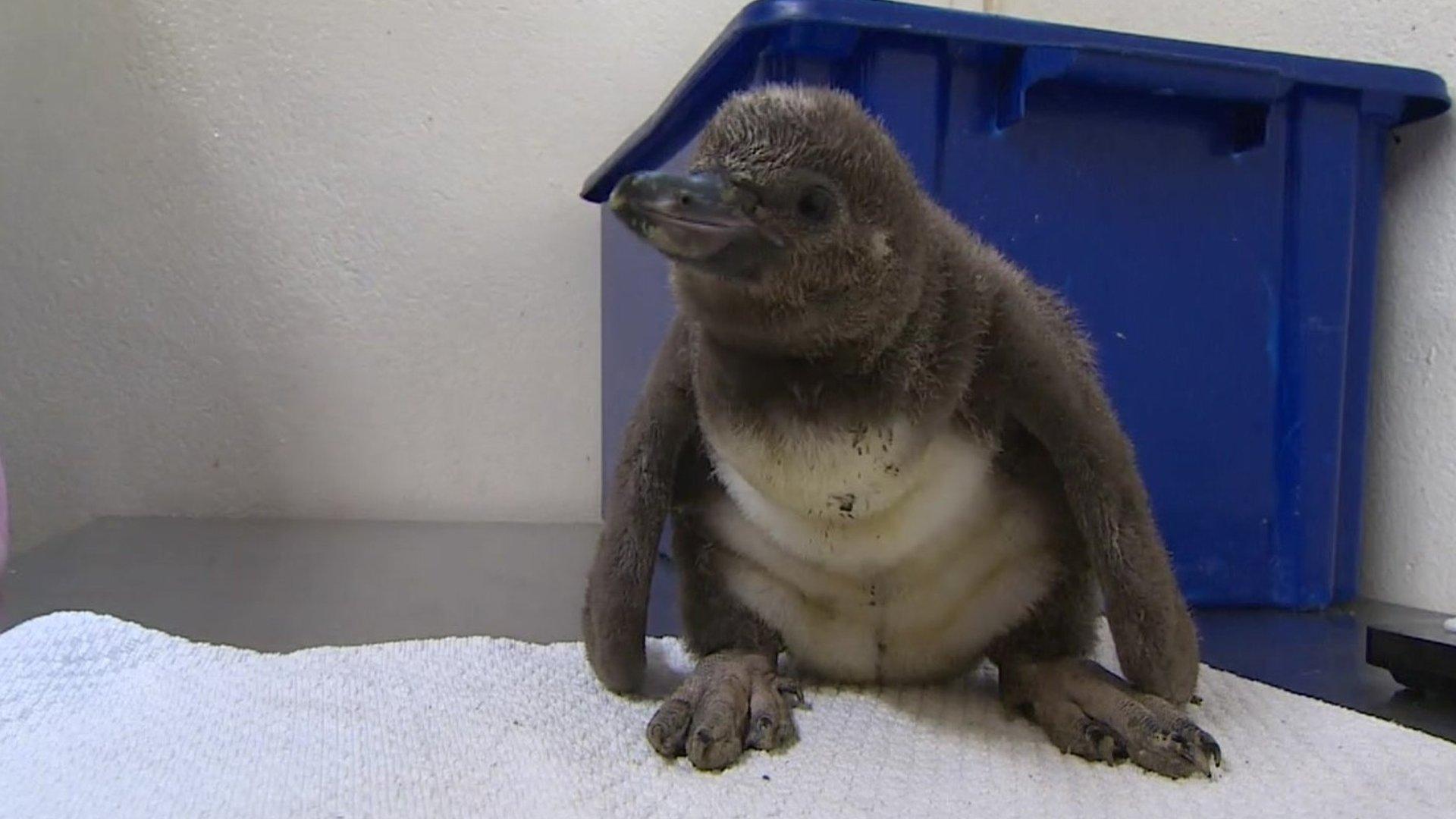 Penguin chick