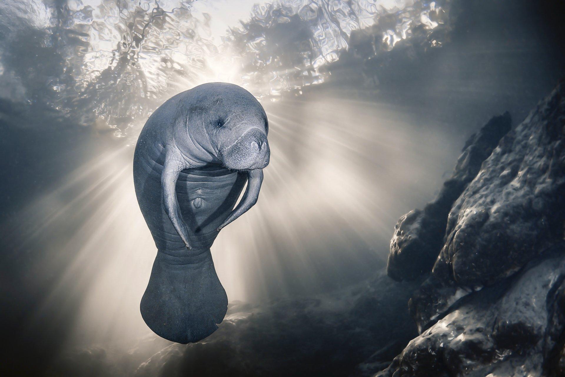 A manatee enjoys the crystal-clear waters of the Homosassa River.