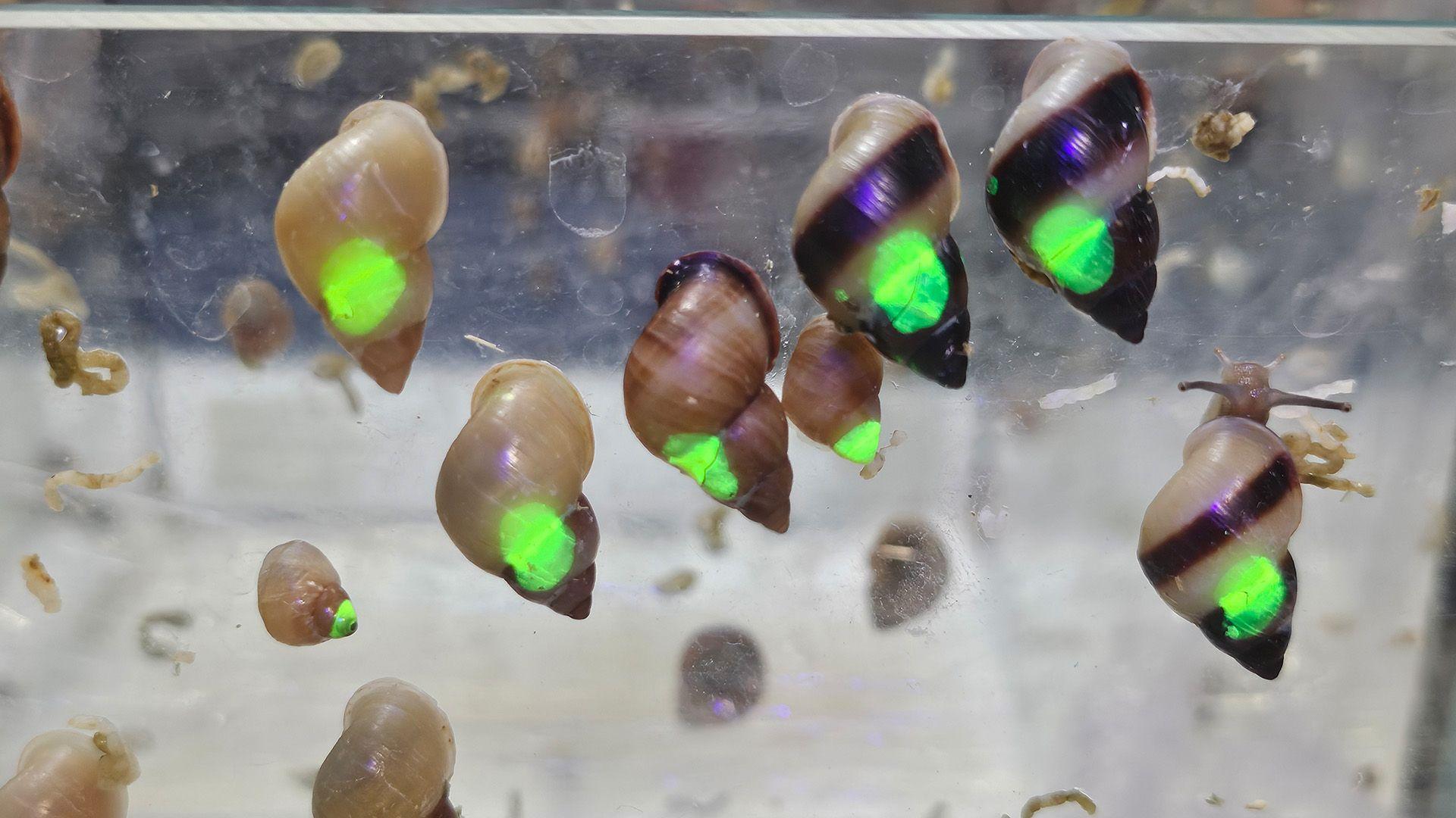 Snails marked with green UV dot on shell