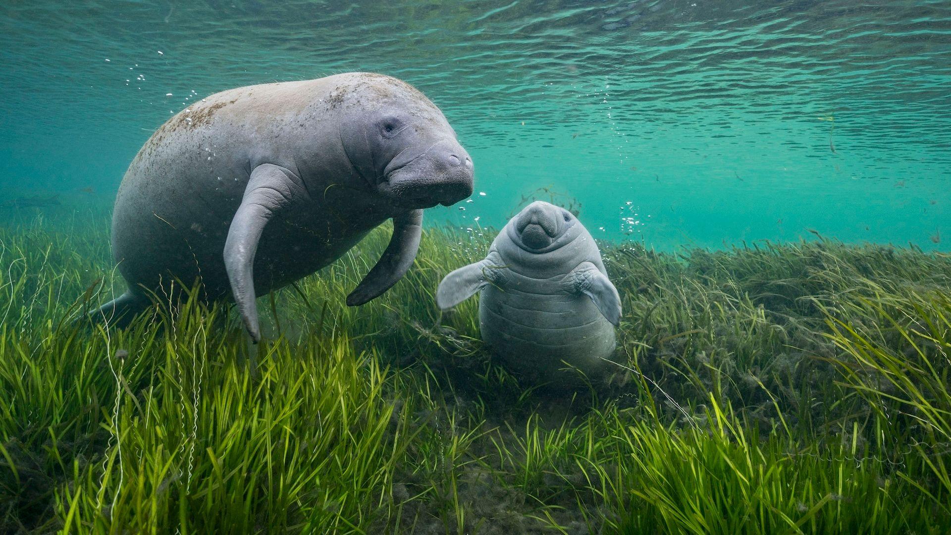 a manatee and a calf adrift among eelgrass. 