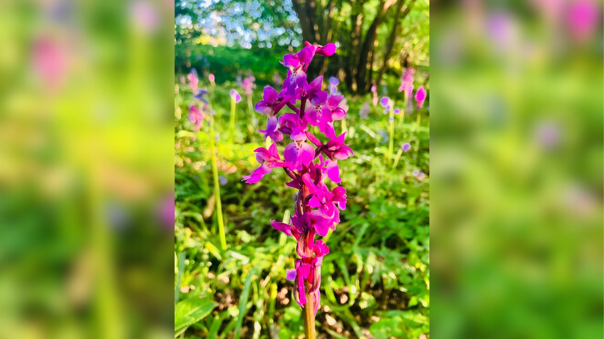 A pink flower on a green background