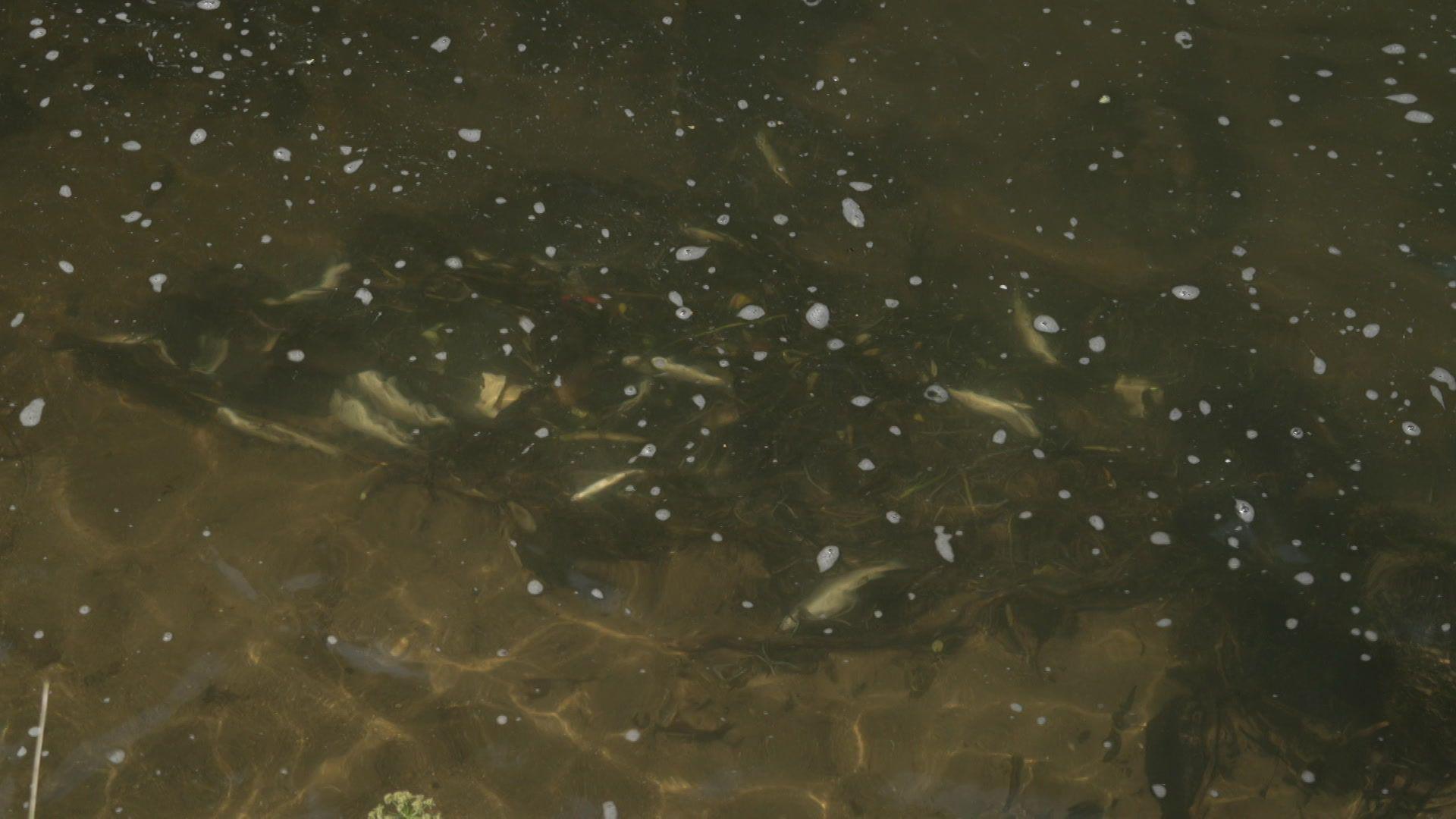 Dead fish at the bottom of a river bed.