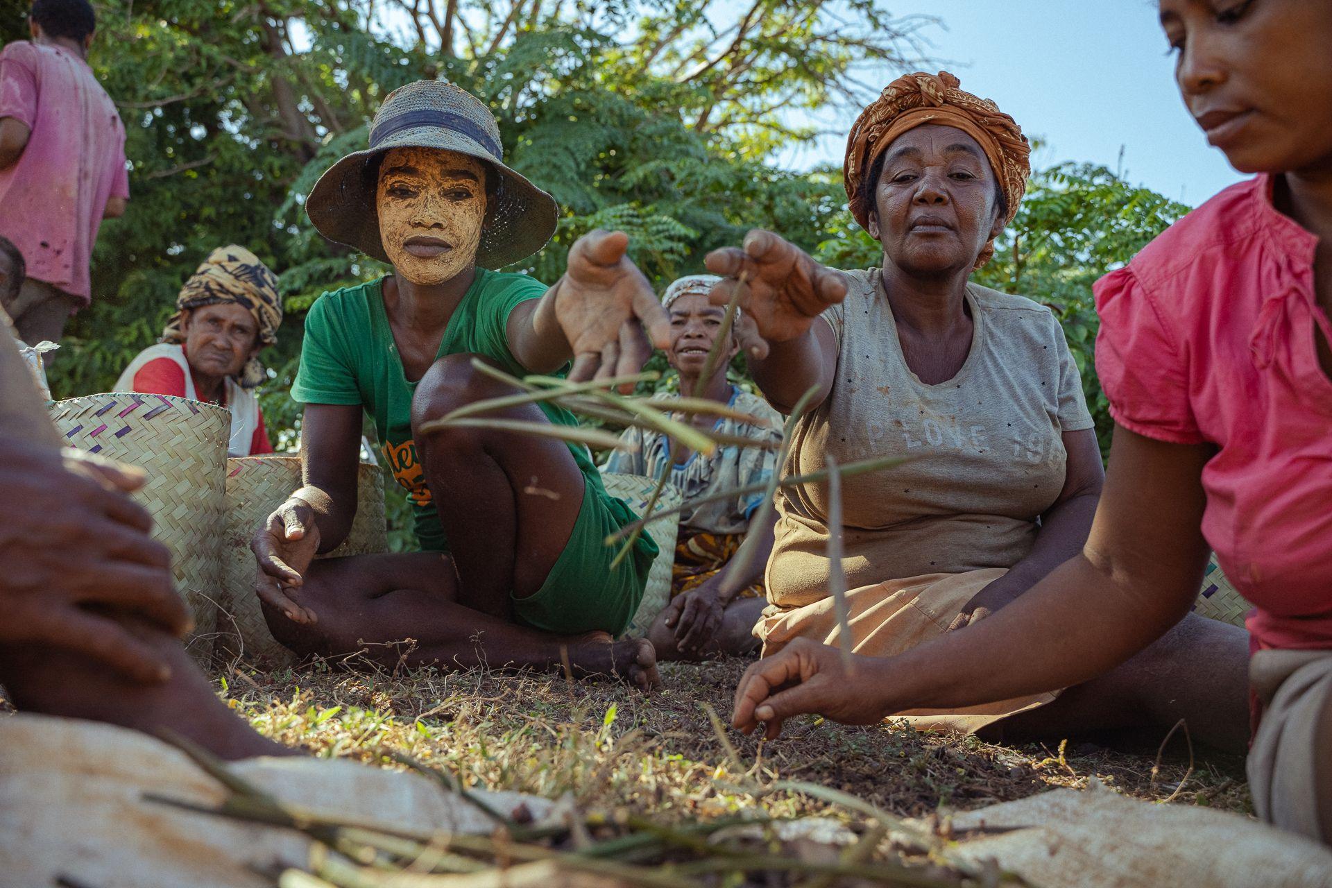 Volunteers help with mangrove conservation  at a rural commune in Majunga, Madagascar