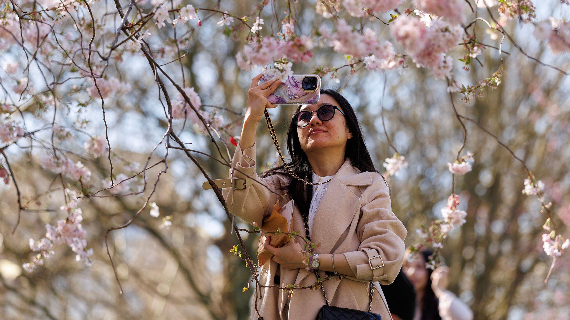 A person wearing a pink jacket and sunglasses takes a photo of pink blossom leaves on a tree with a pink phone, against a blue sky, in London on Wednesday.
