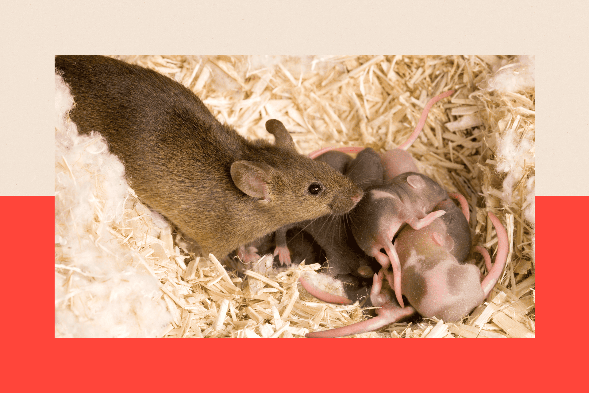 A rat with her litter in a nest
