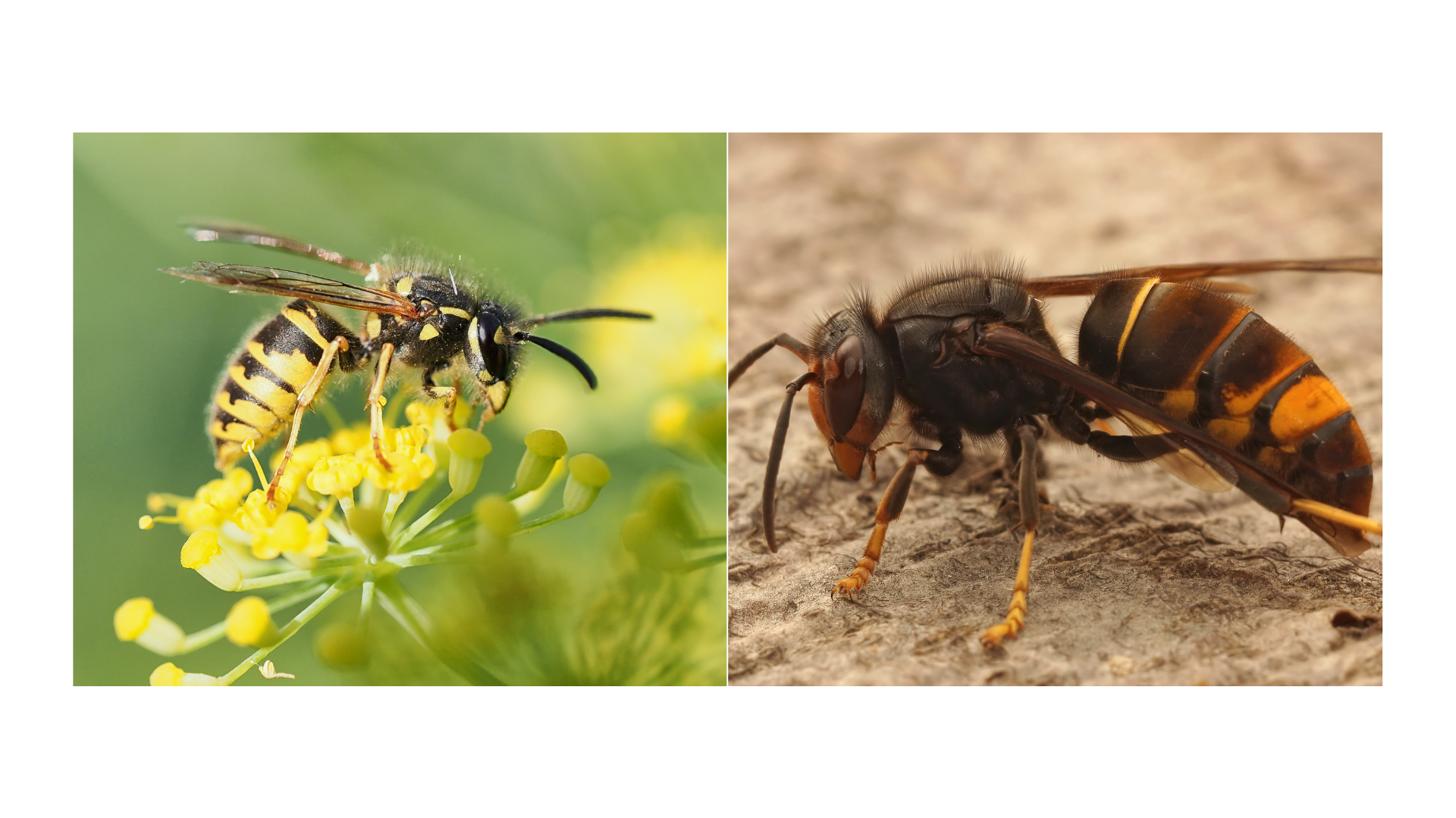 Wasp and yellow-legged hornet