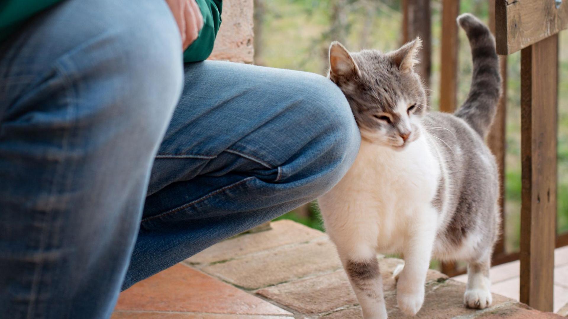 Cute cat rubbing up against a man's leg