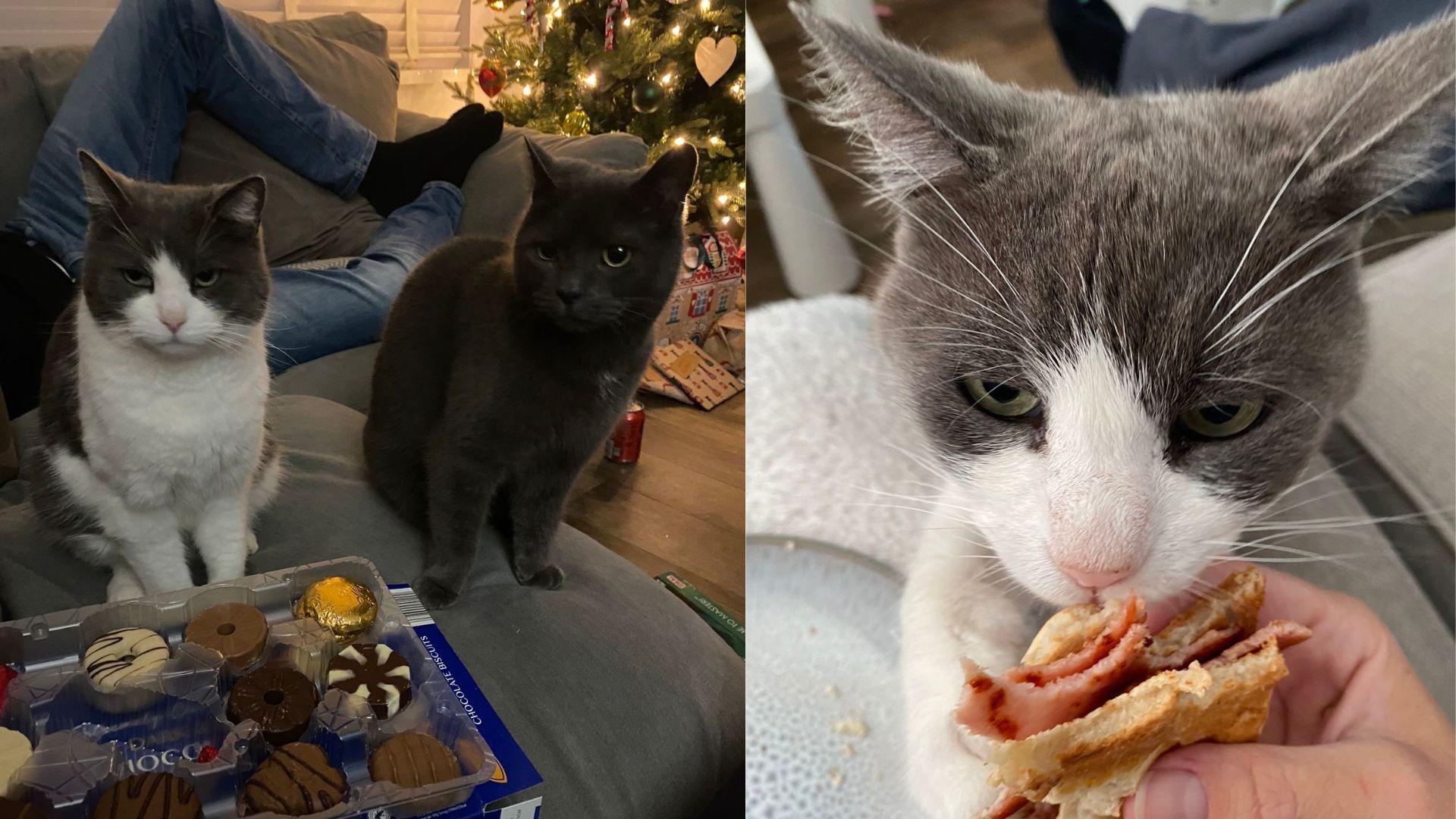 A composite image of two cats, one grey and white, one black, sitting on a sofa with a tray of biscuits in front of them and the legs of a person lying down visible behind them. The picture on the right is of a the grey and white cat sniffing a bacon sandwich which is being held in someone's hand.