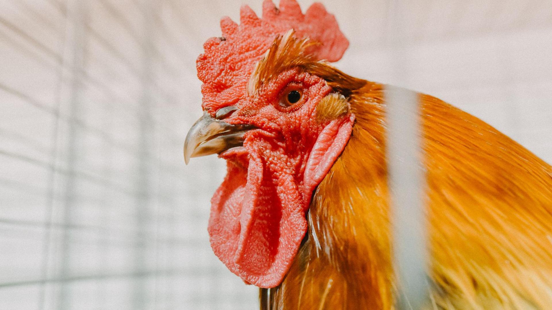 Rooster in a cage stock image)