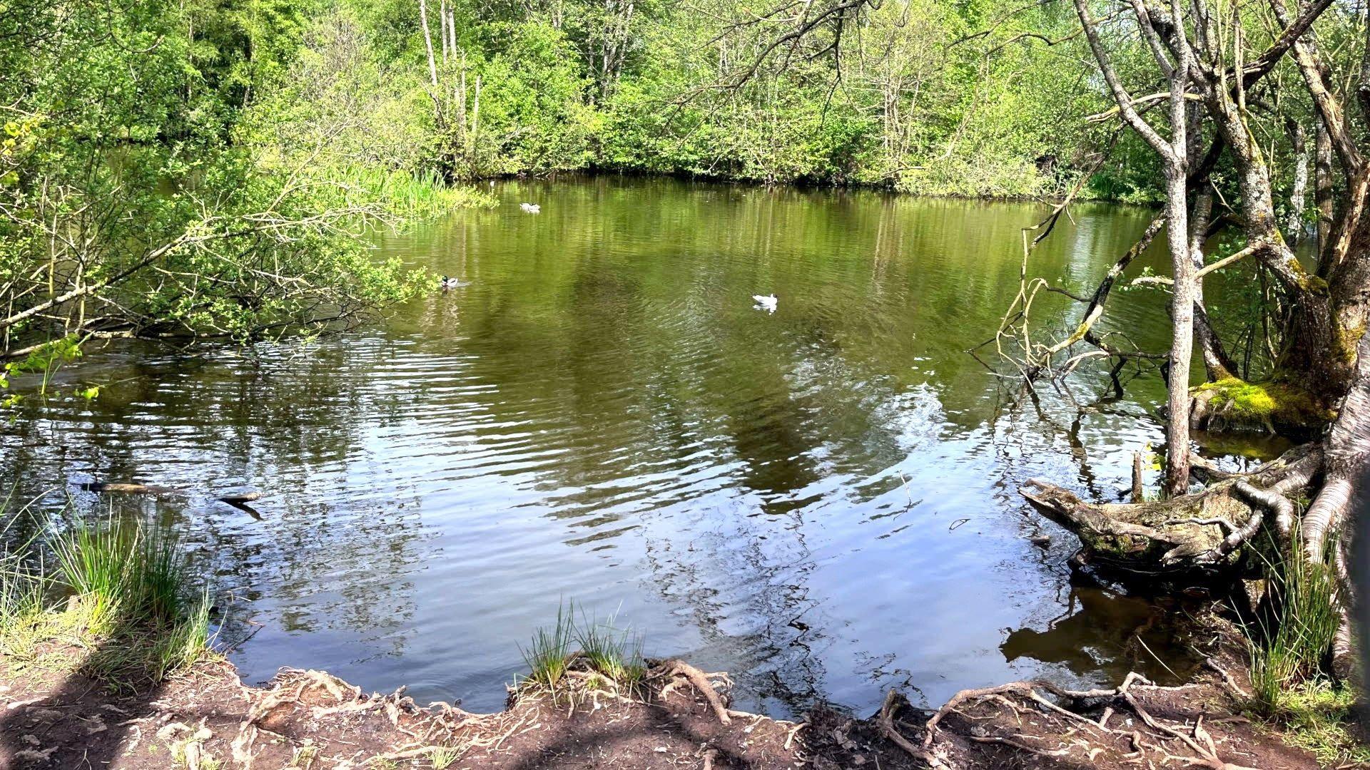 Ducks on a lake at Peatlands Park 