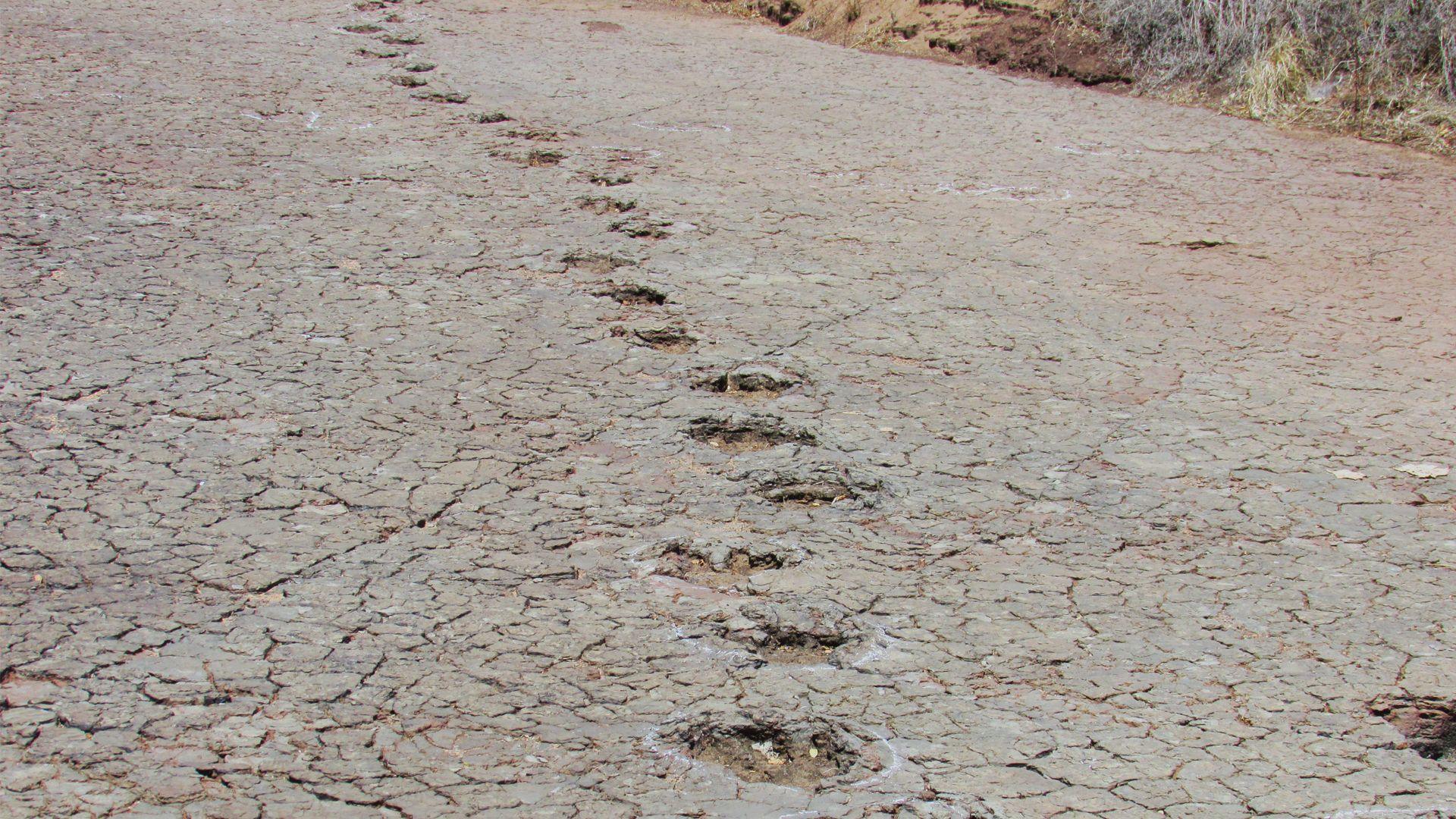 Ornithopod dinosaur tracks fossilised in mud