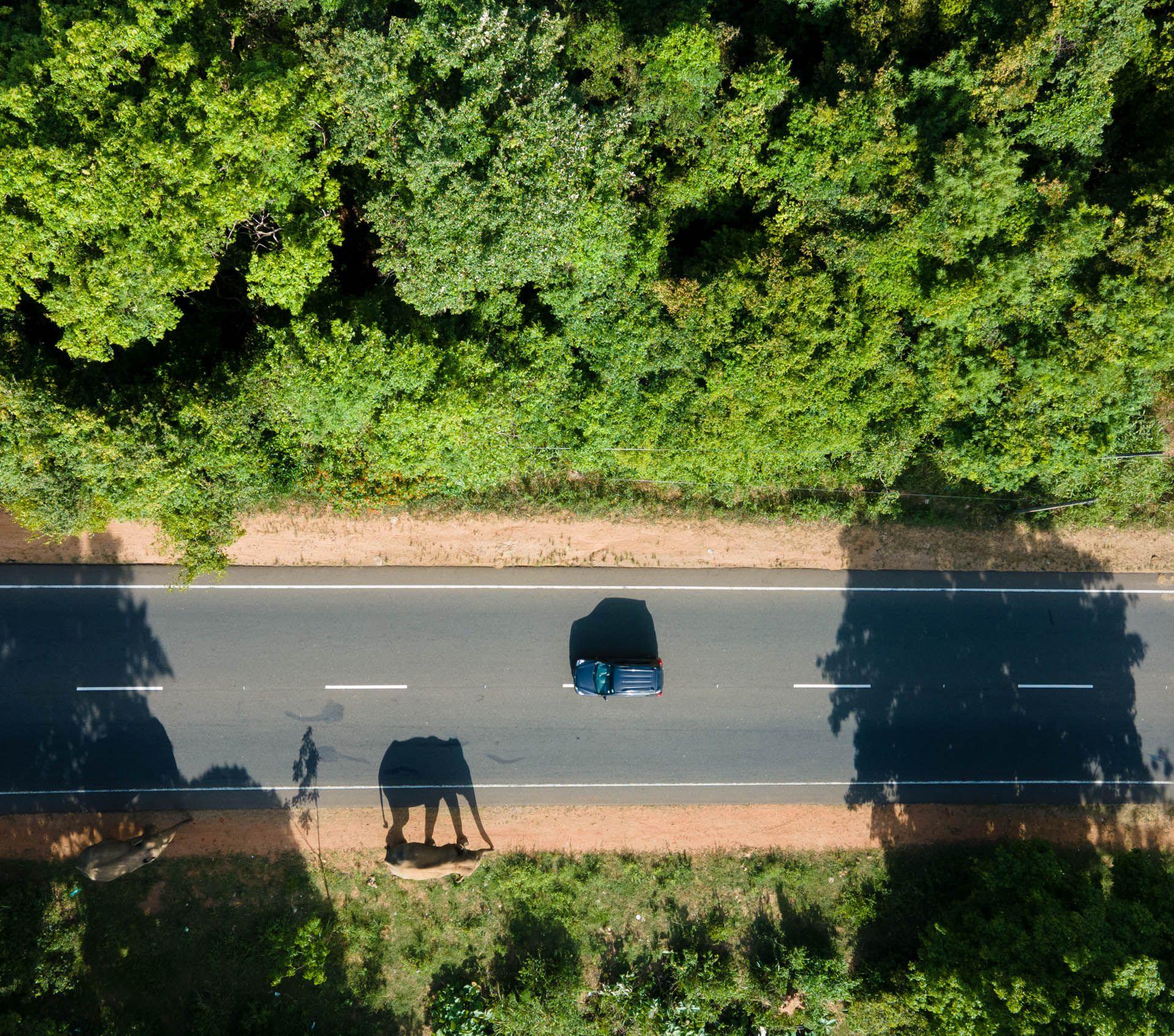 A drone image of elephants walking along a road as a car passes by