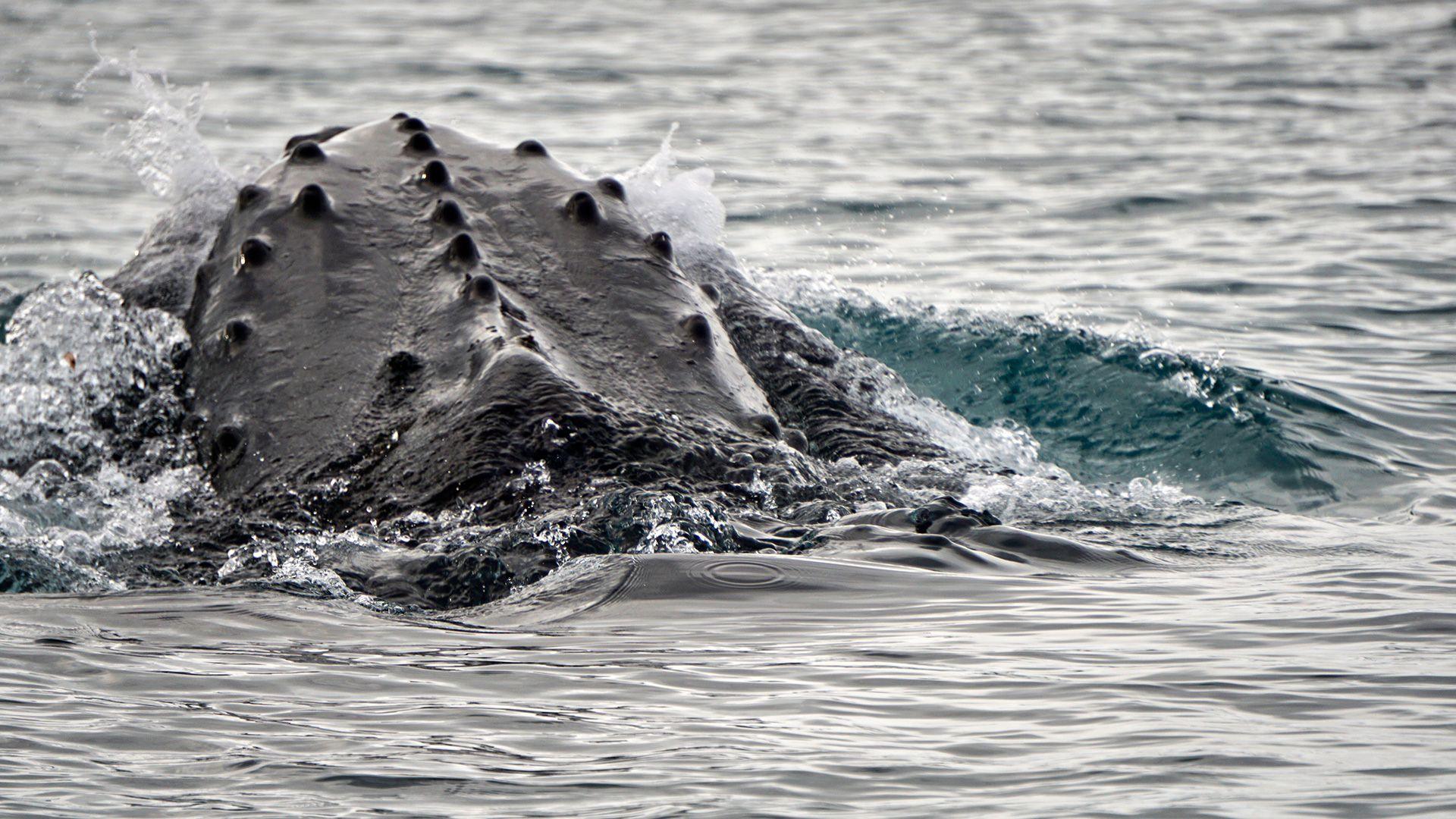 A whale poking its head out of the ocean
