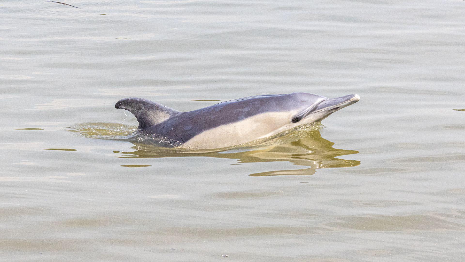 The spotted dolphin swimming in the River Thames