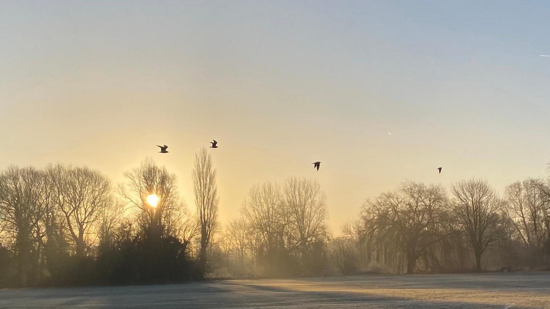 Four birds fly against a clear sky. They are flying over trees in silhouette against a blue sky at sunset. The sun is glowing through the trees and the sky appears yellow.