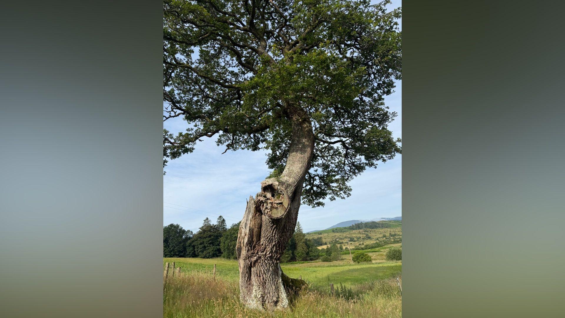 A tree with an unusually shaped trunk. It is growing in a field with long green grass and the tree has dark green leaves.