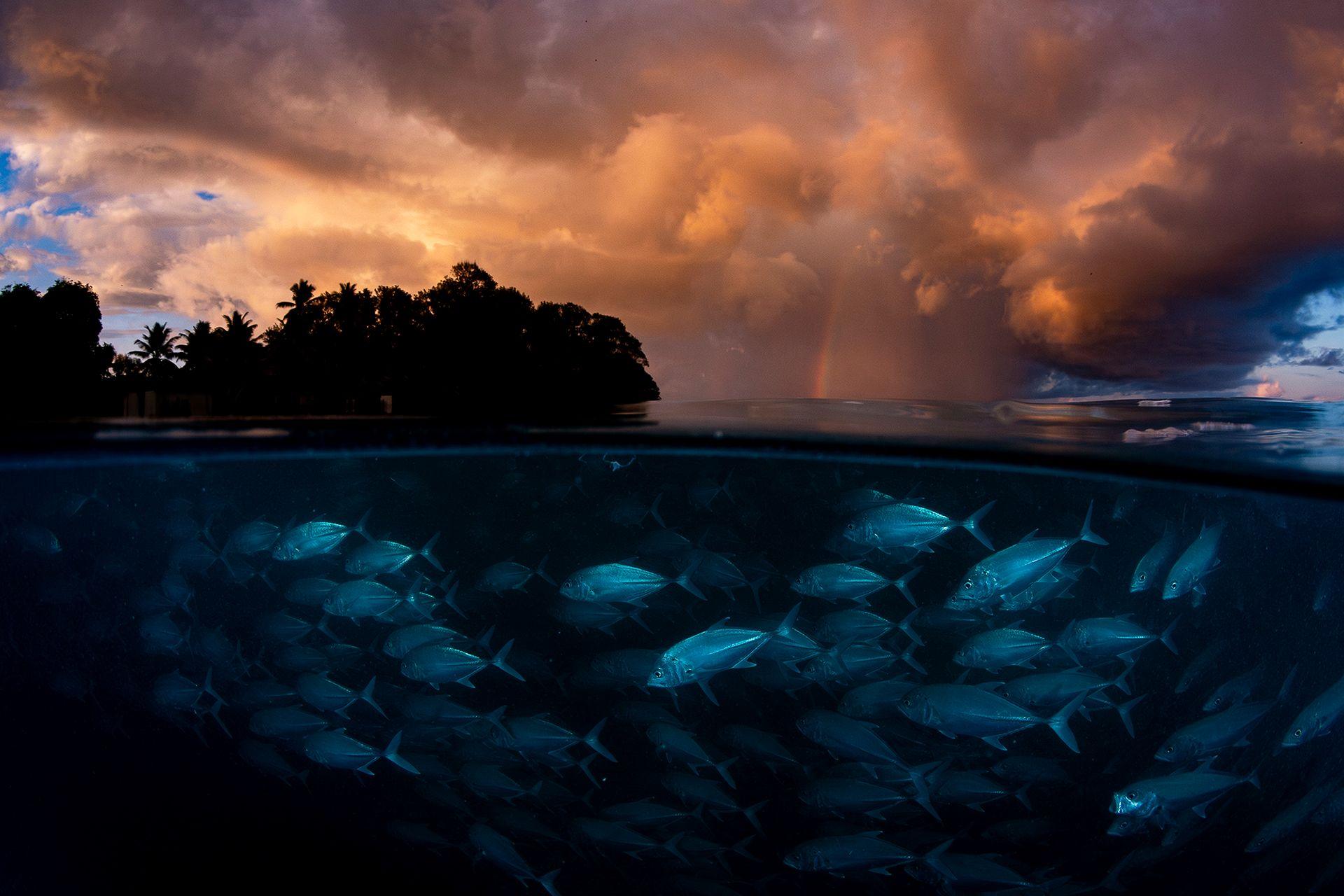 A dramatic split-level ocean photograph shows lots of fish schooling in dark blue water beneath a shoreline silhouetted against glowing orange clouds, with a faint rainbow in the distance.