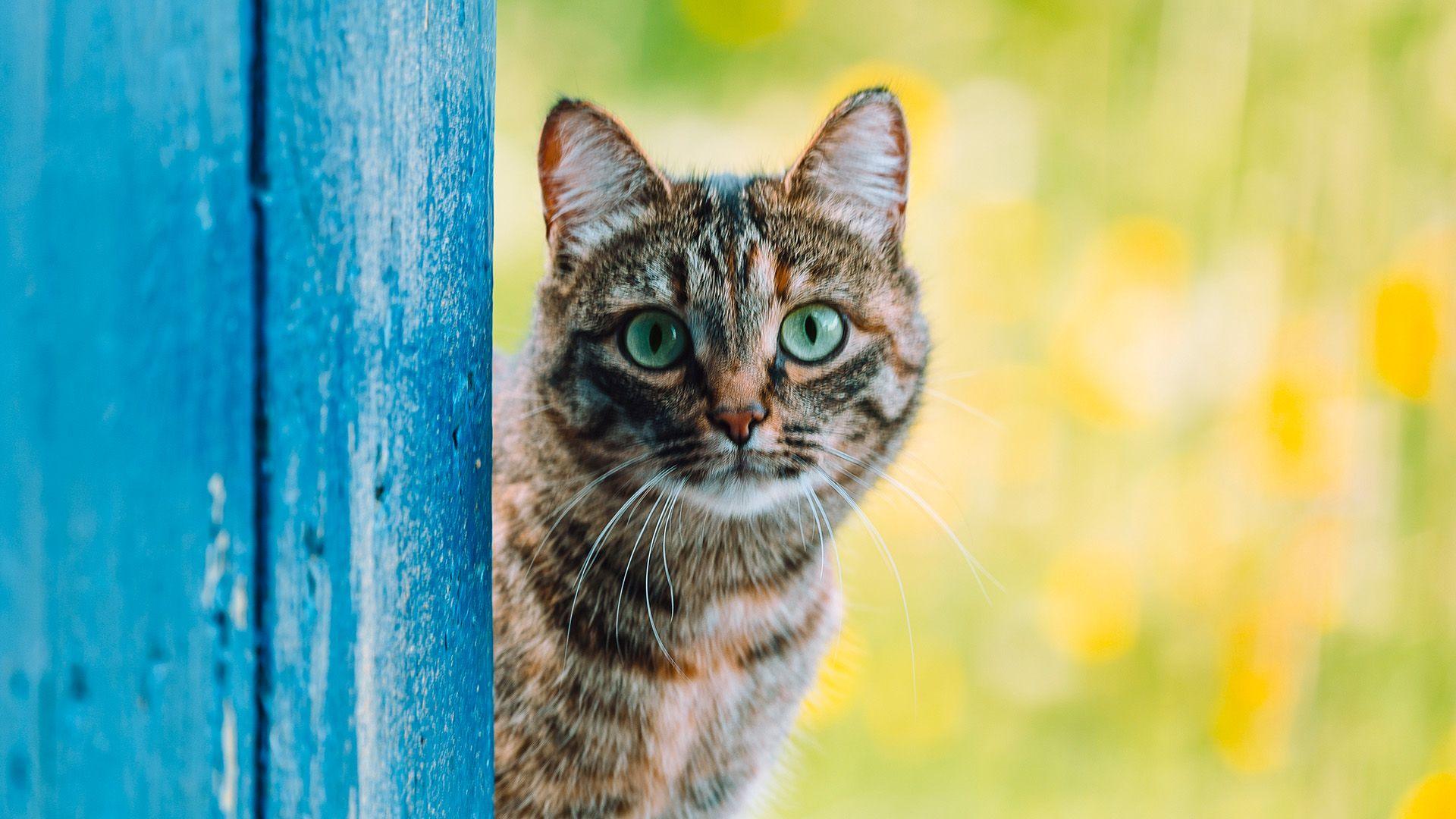 A mixed ginger and tabby cat behind a fence