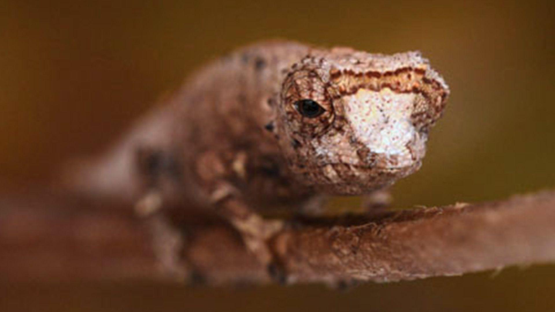 Brookesia nofy from the front 