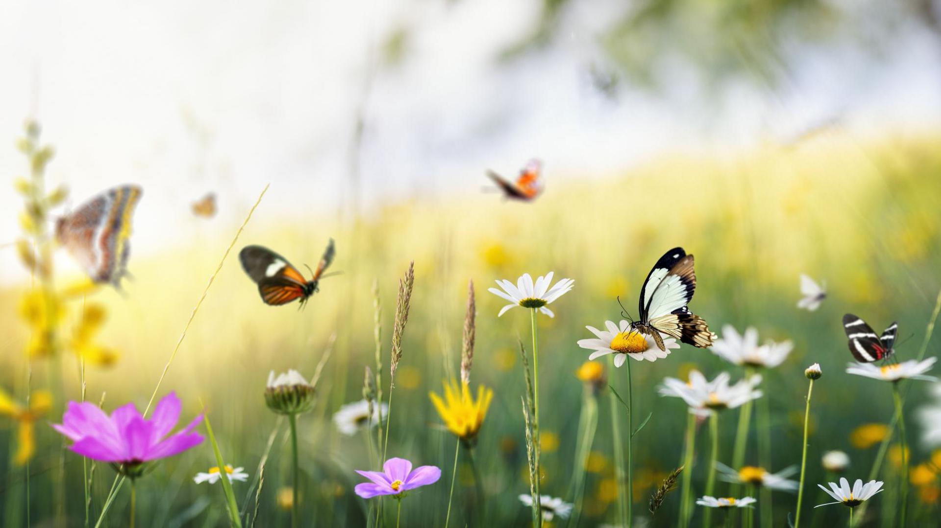Orange butterflies in a field, with long grass and purple and yellow flowers. There is a blurred pale sky and a tree in the background.