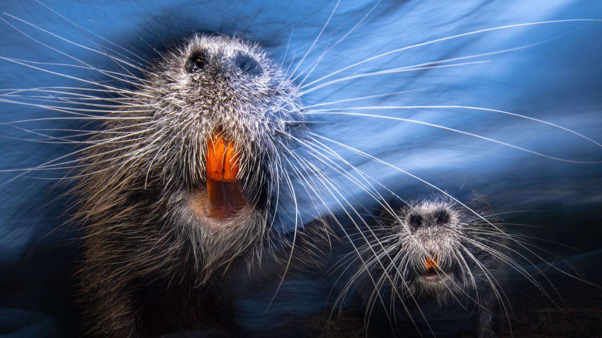 Close up image of unidentified animal with whiskers