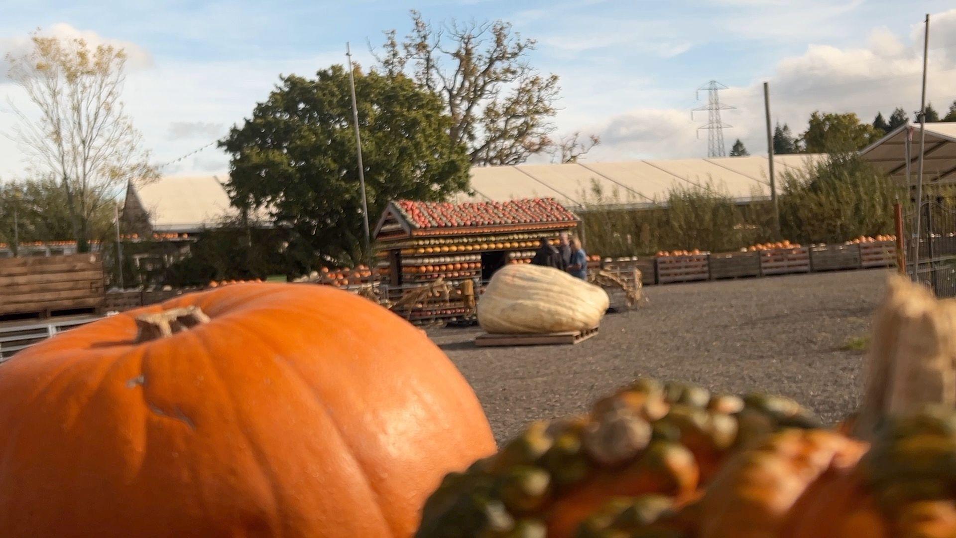 In the foreground, close up, are regular sized orange pumpkins. In the background, quite far away, the giant yellow-orange pumpkin can be seen with some people standing near it. There are some farm buildings and fences in the background. 