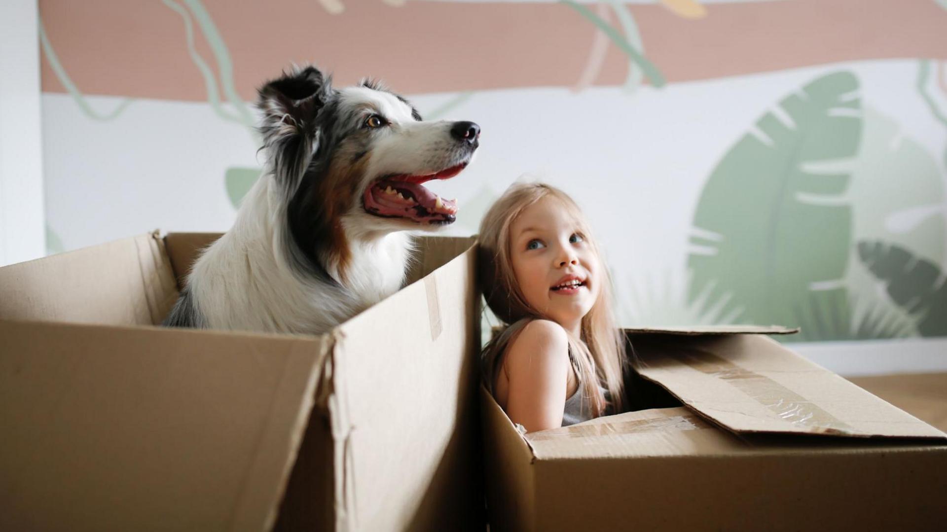 A girl with long blond hair and an Australian Shepherd breed pet hides and plays in moving box