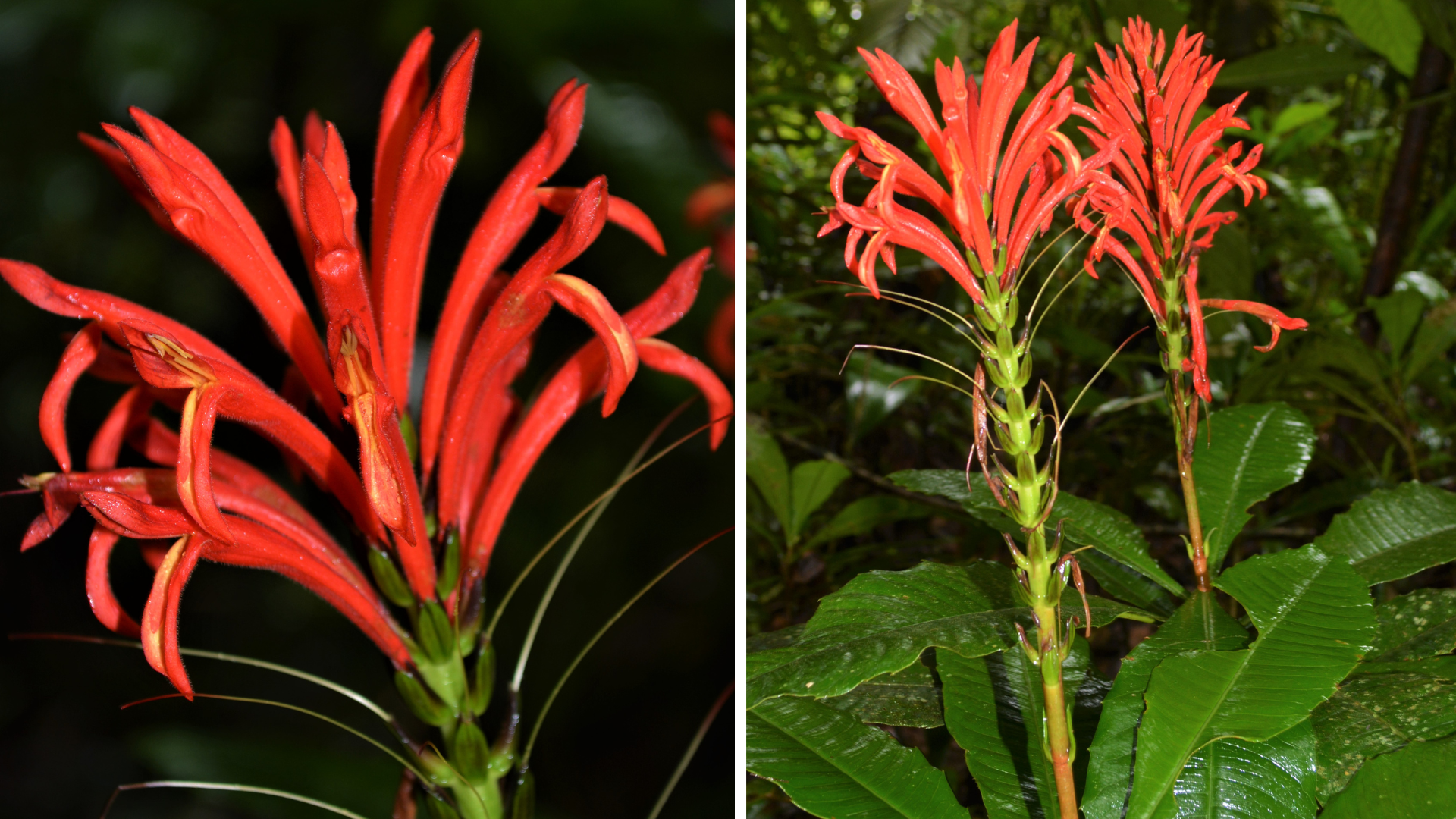 A red flower with lots of spiky petals.