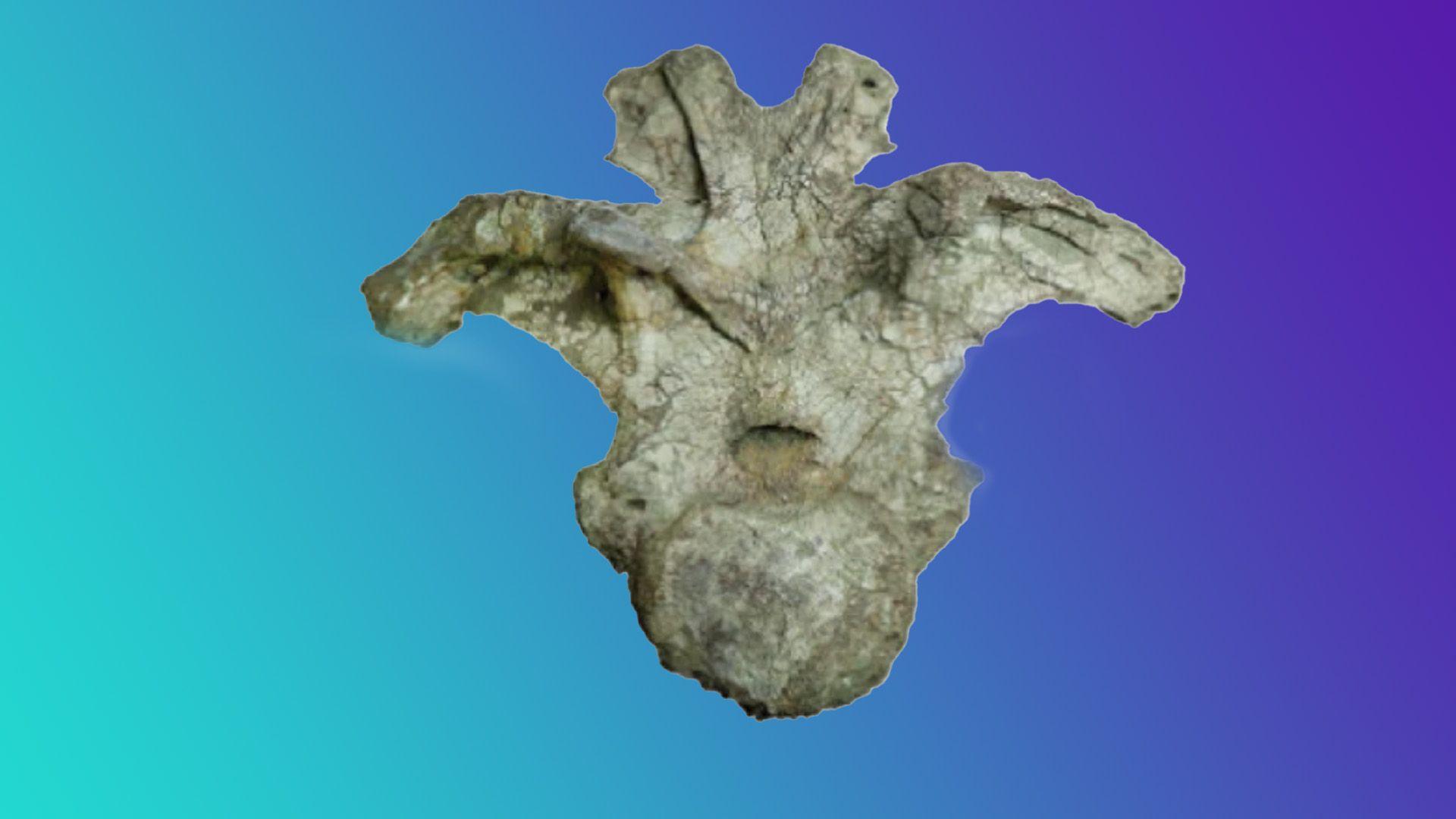 The vertebra fossil