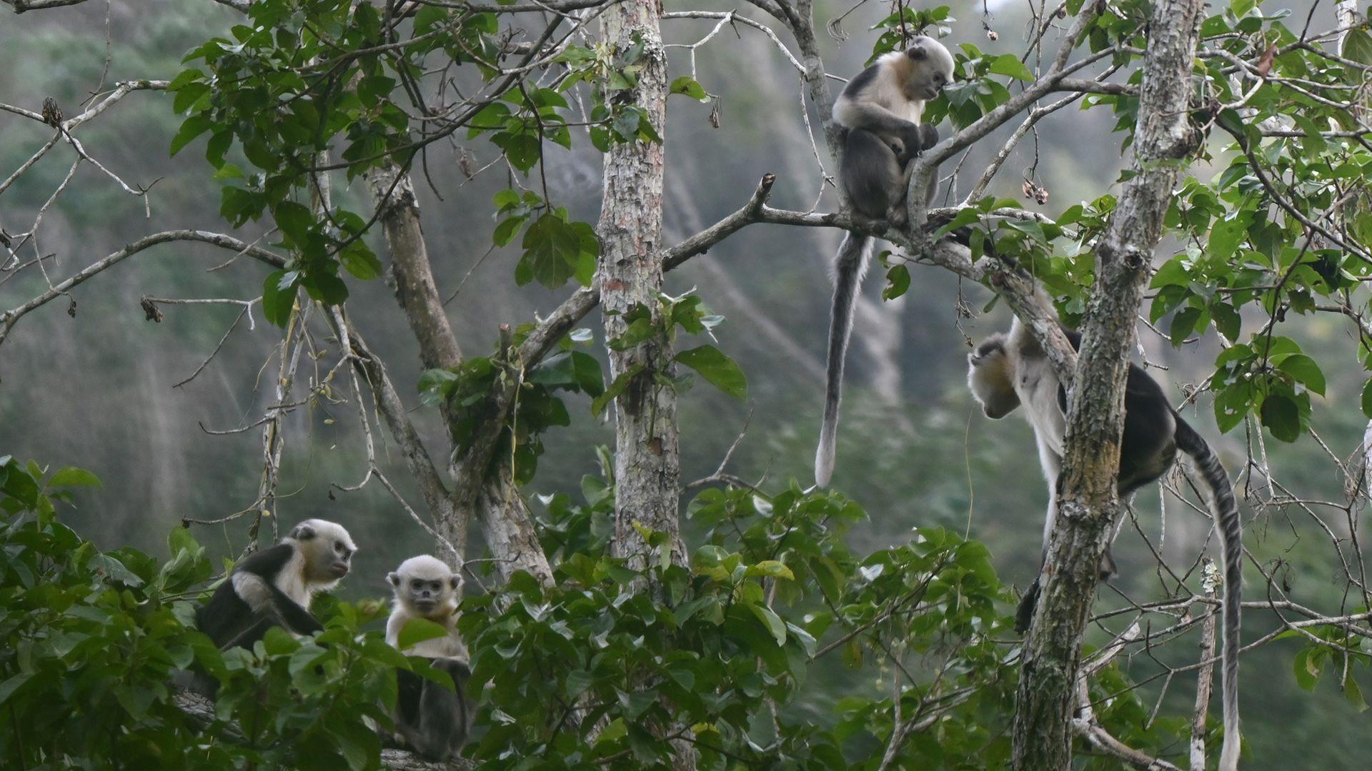 A group of black and white monkeys in the trees