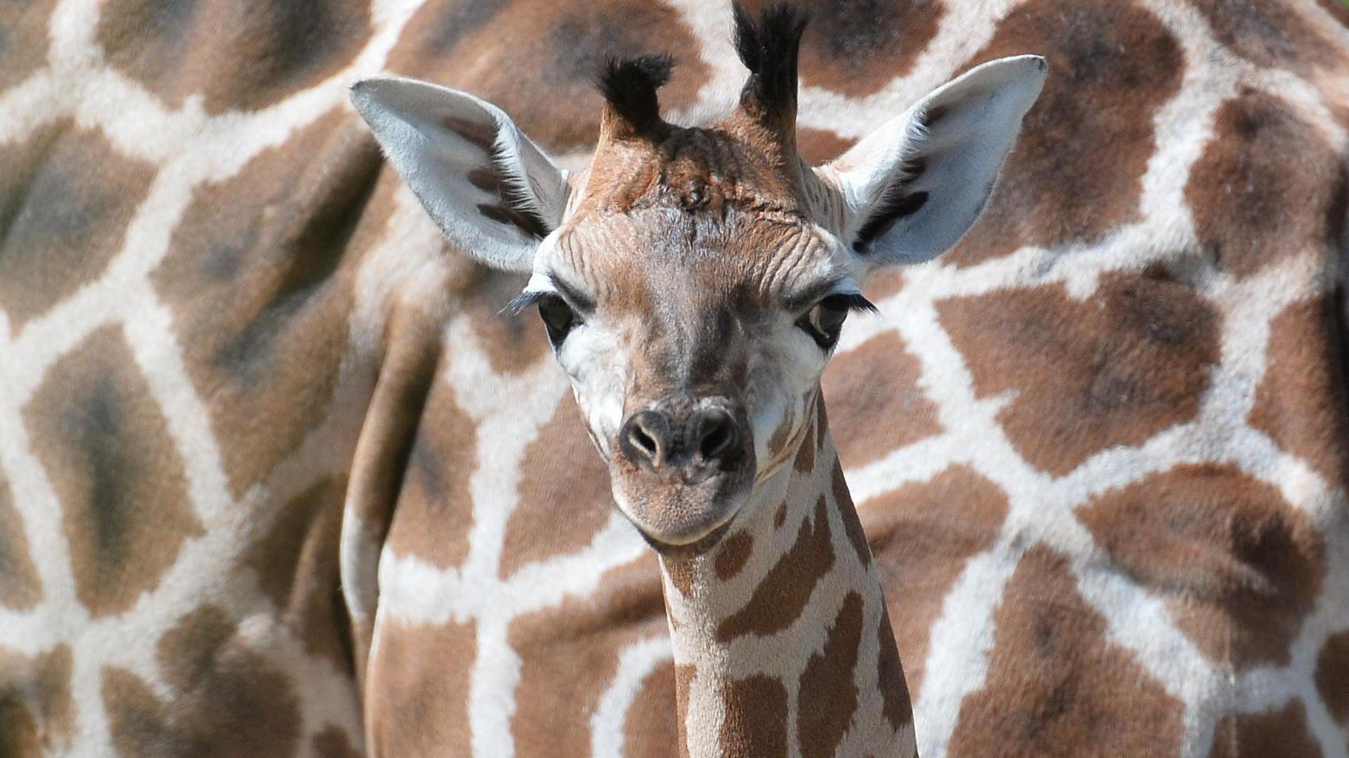 A baby giraffe can be seen from the neck up. The background of the entire shot is the body of another giraffe