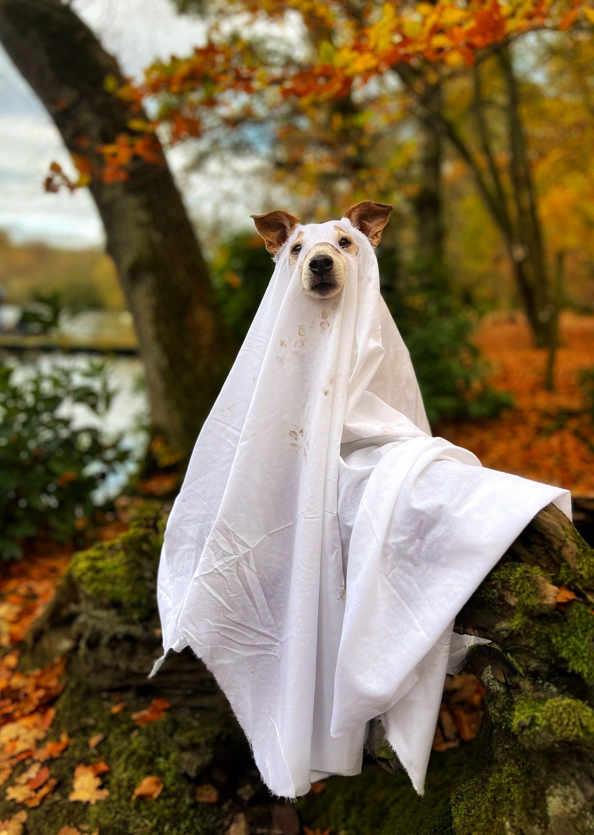 A dog with a white muzzle and brown ears is dressed in a white sheet in an orange woodland