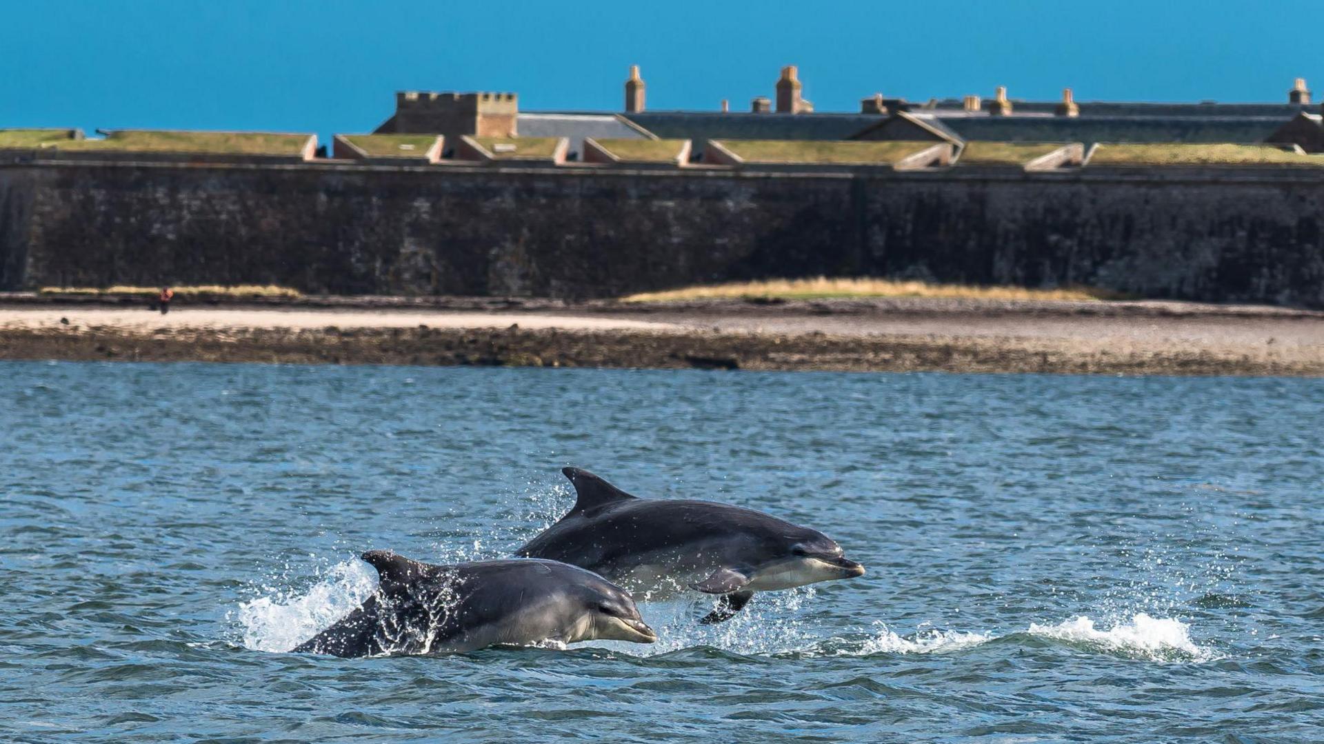 Two dolphins rise above the surface of the Moray Firth next to Fort George. The fort has a long, high wall on a shore of the firth. Behind it are the roofs of various buildings, including its chapel.