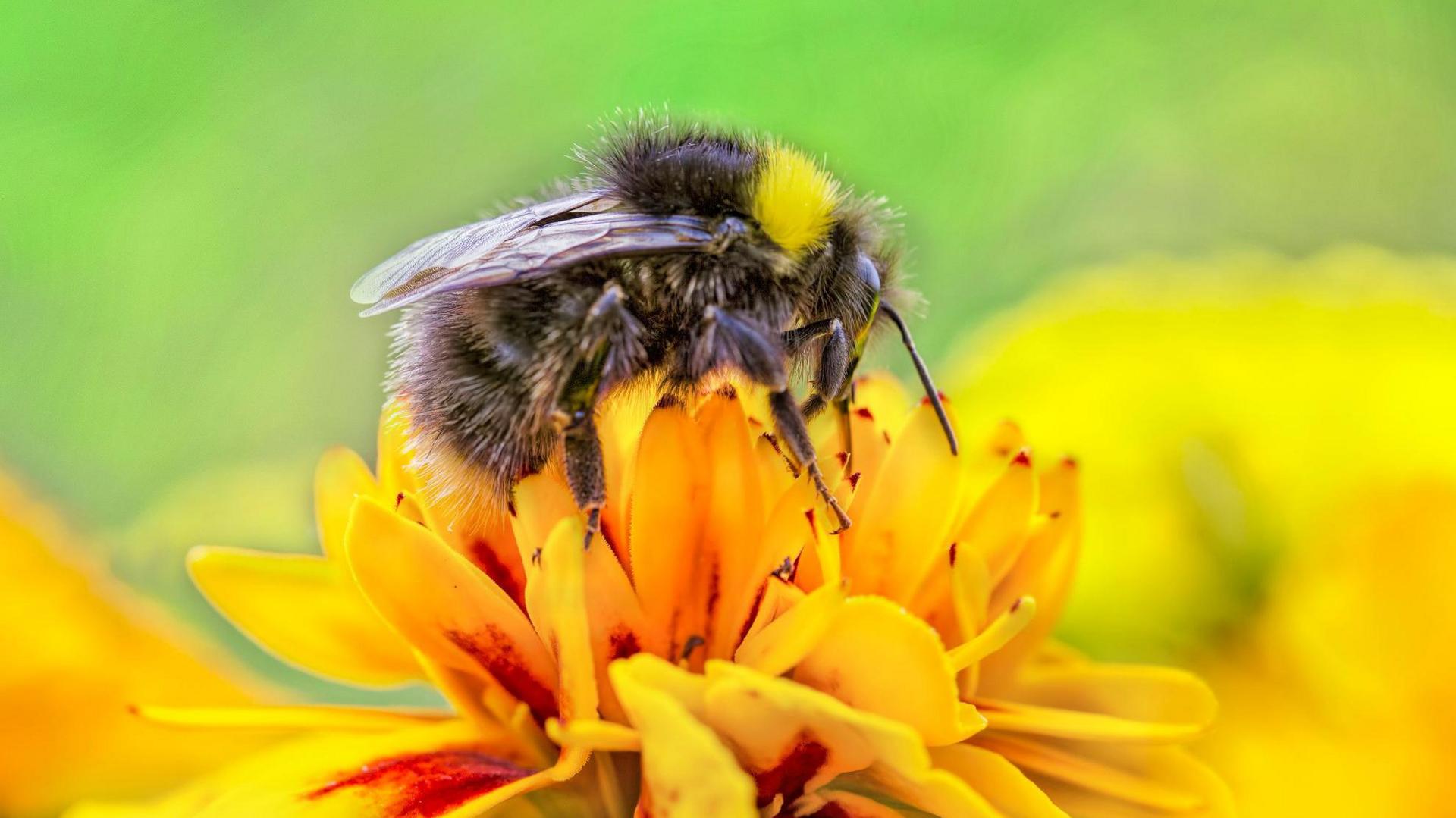 Bumble Bee on wild flowers