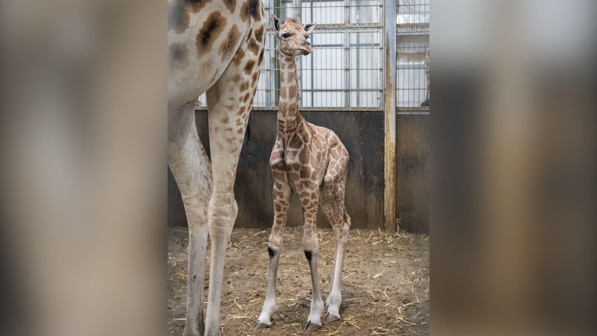 A newborn giraffe stands up in an indoor enclosure