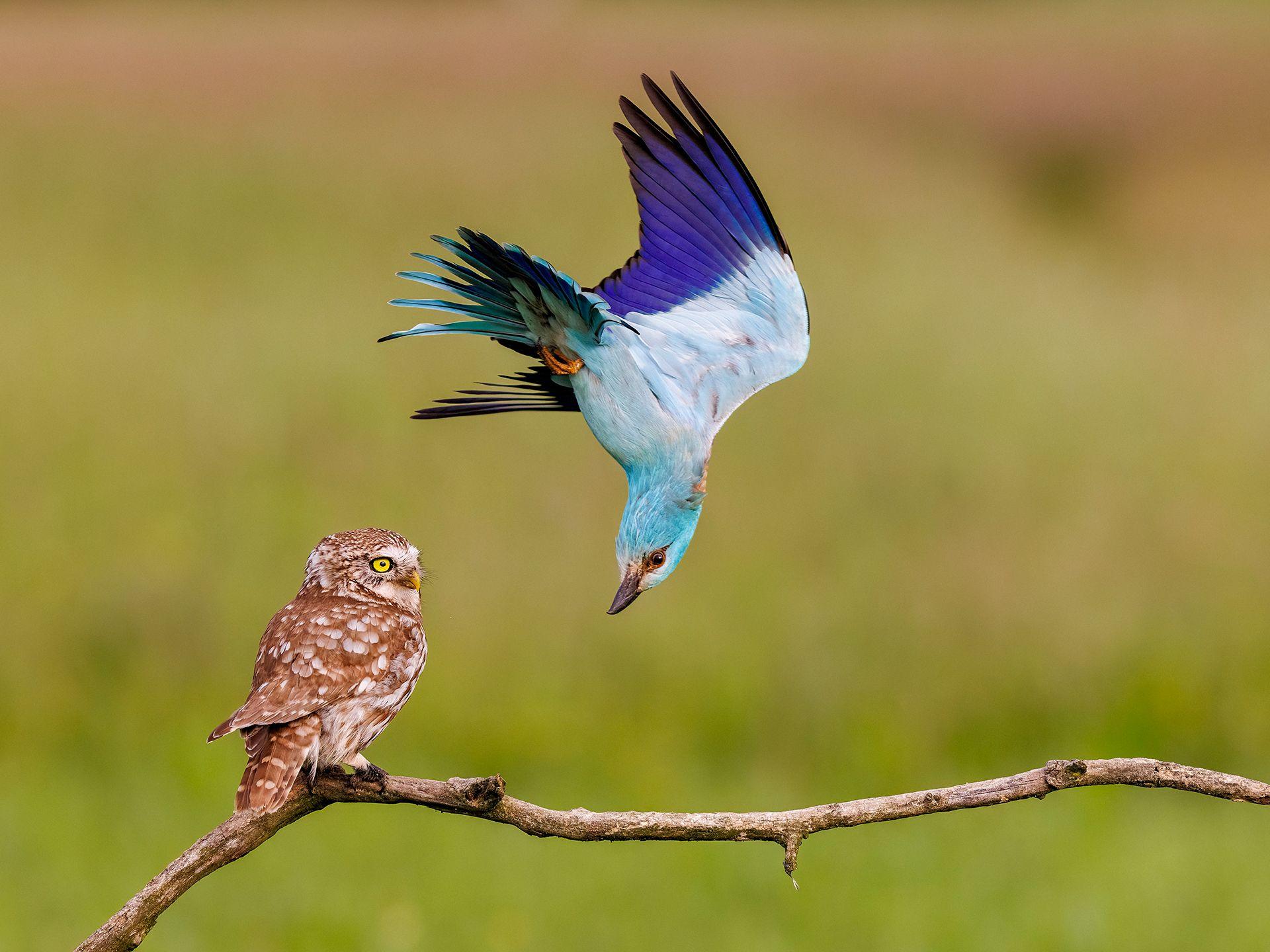 A European roller dives aggressively toward a little owl perched on a branch. The owl looks on, unbothered, as the brightly colored bird defends its nesting territory.