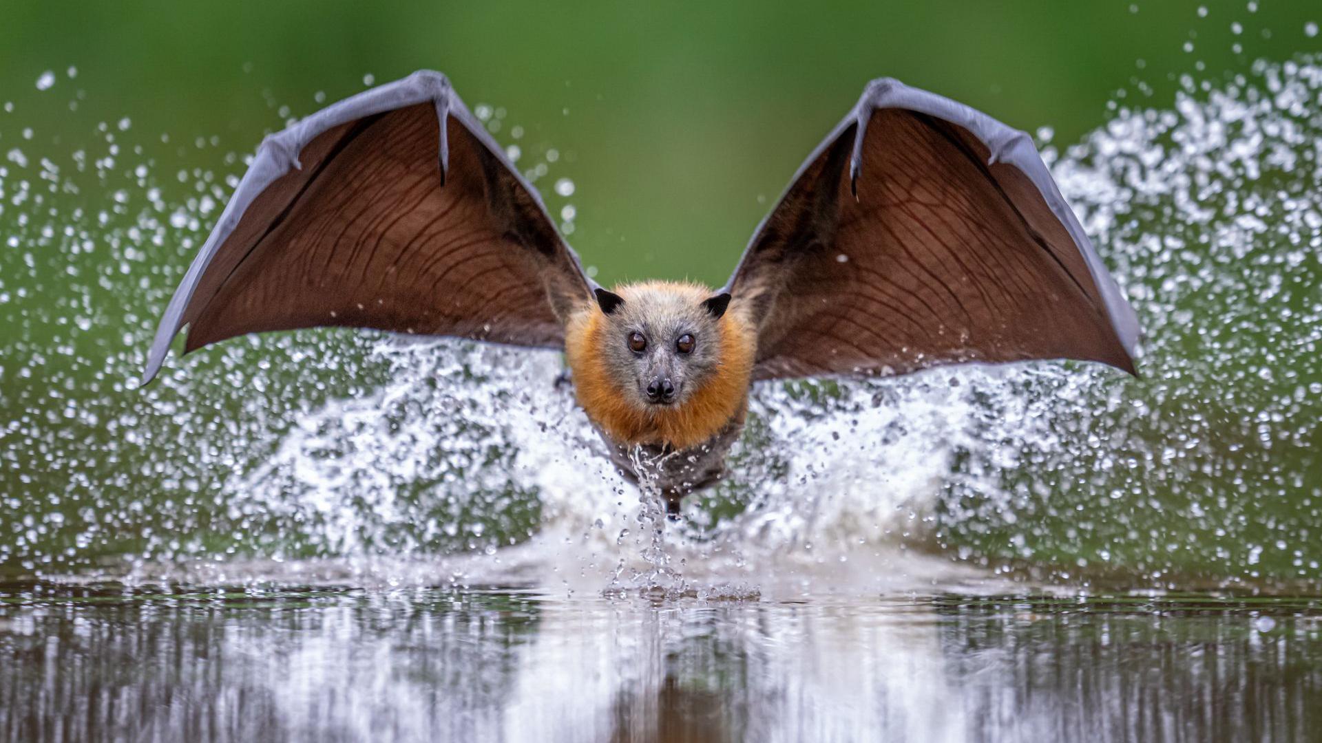 Bat flying low over water with droplets flying up into the air as it lands on the surface