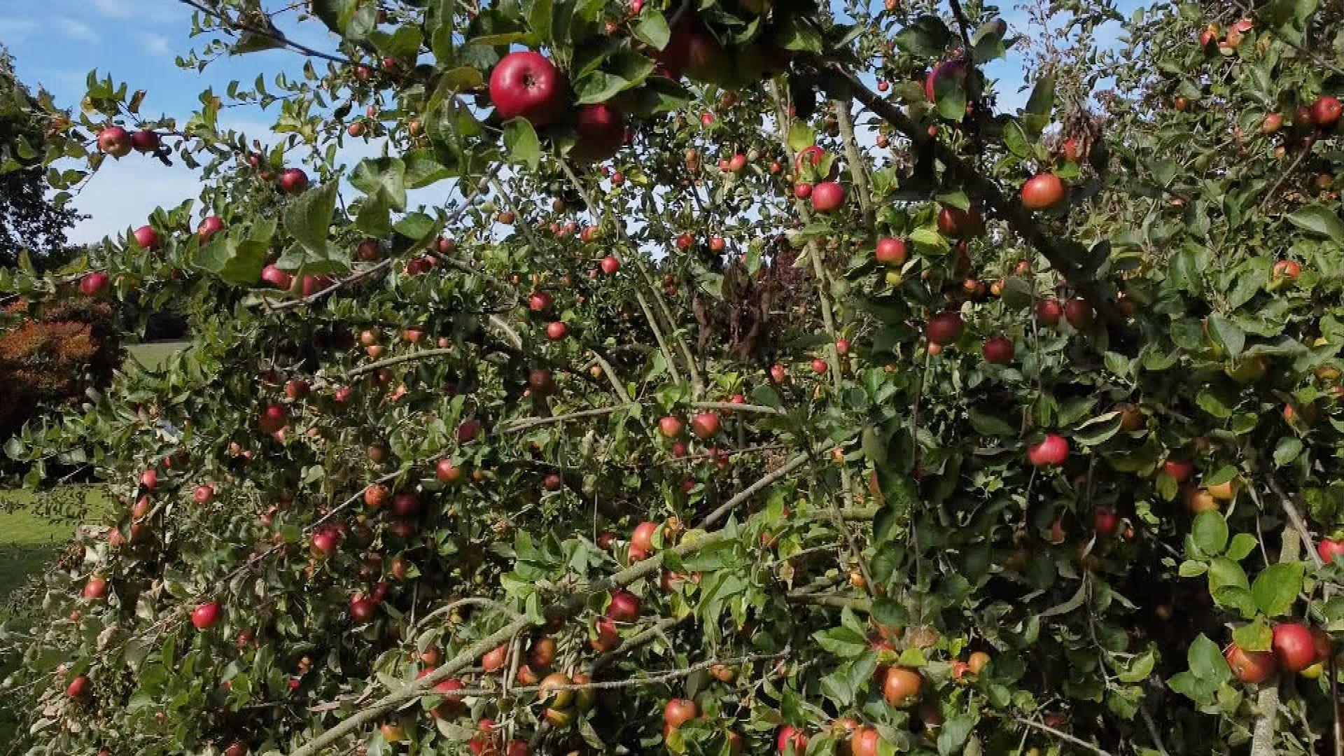 Apple trees laden with fruit. The apples are red. 