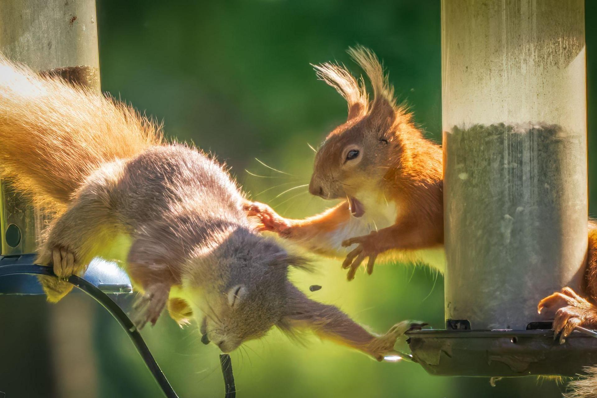 Fighting squirrels 