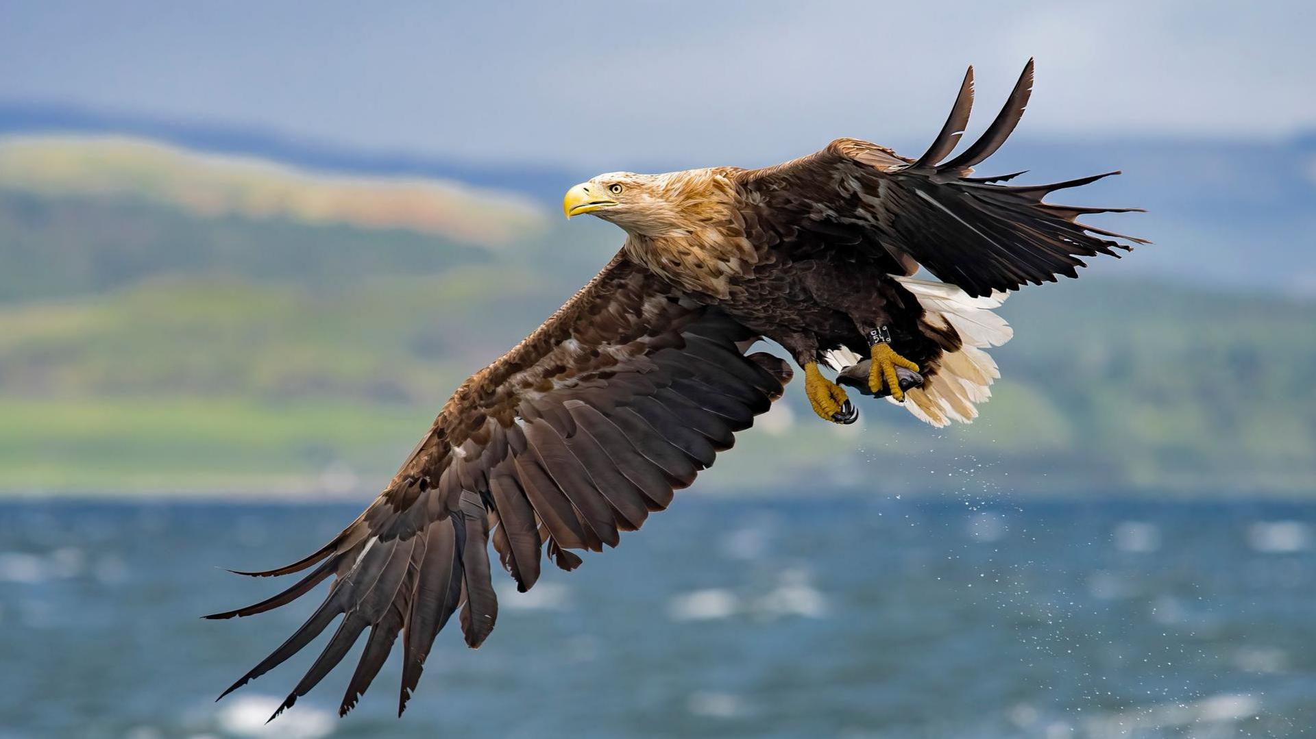 Sea eagle in flight over water with green land seen in the background